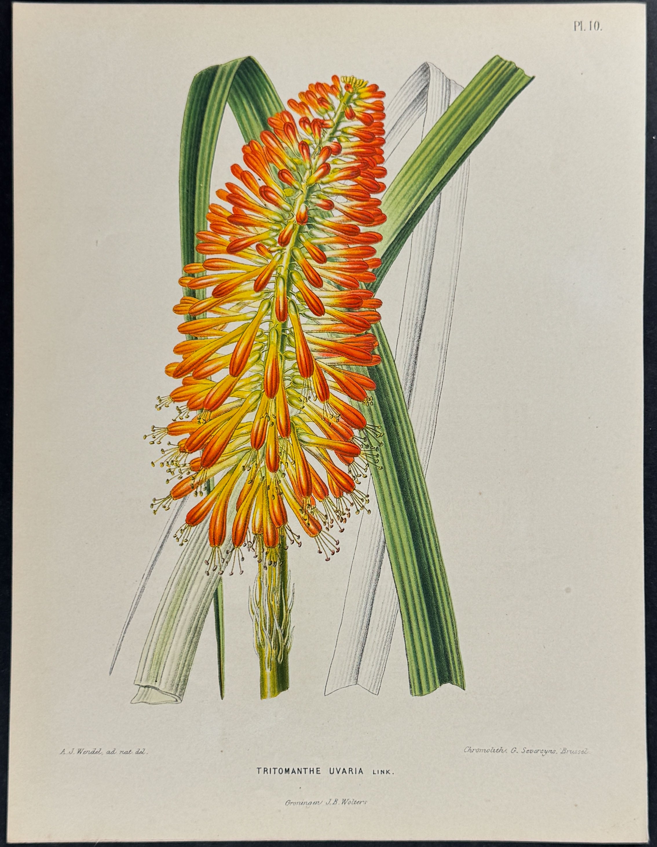 Red Hot Poker Plant