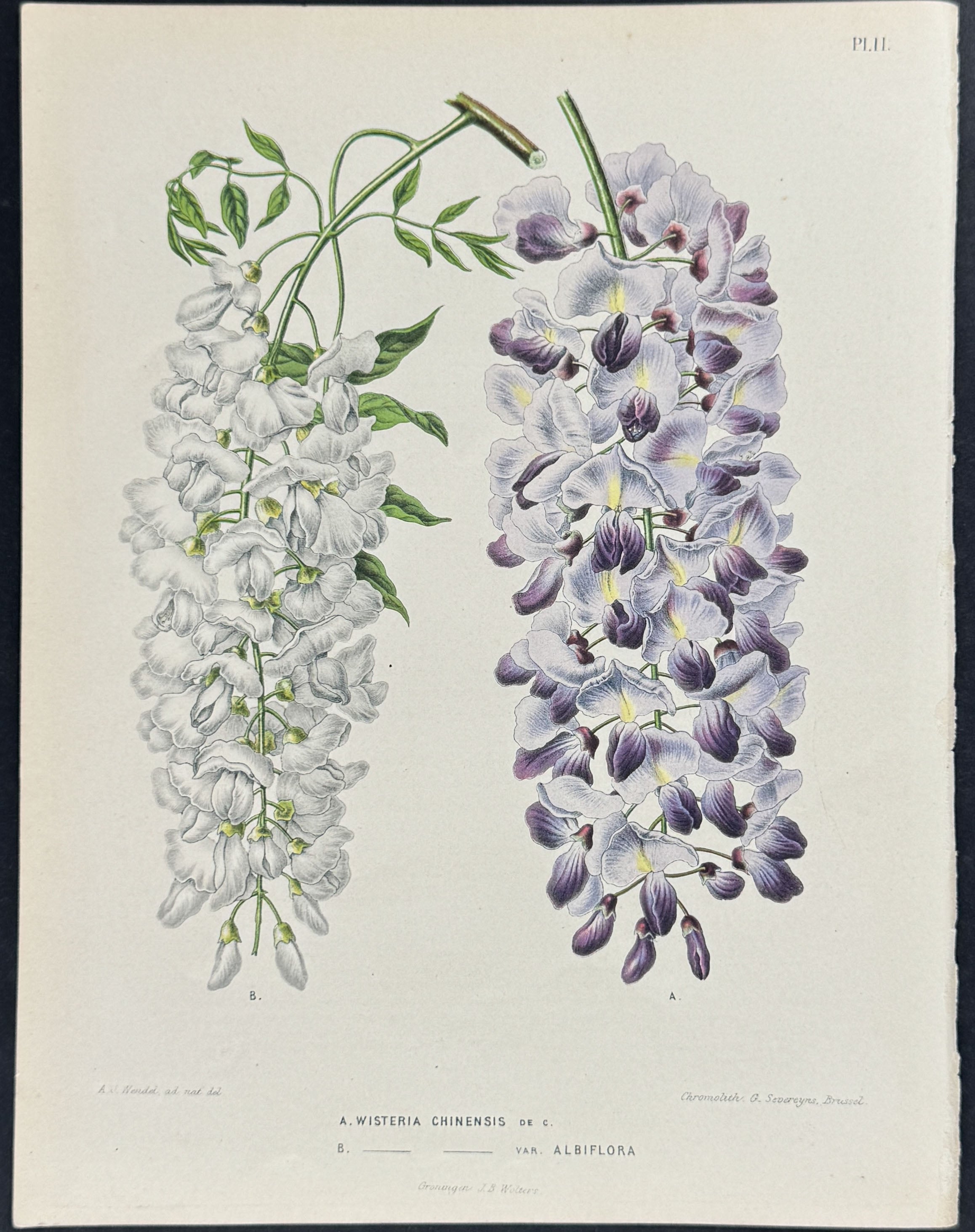 Wisteria