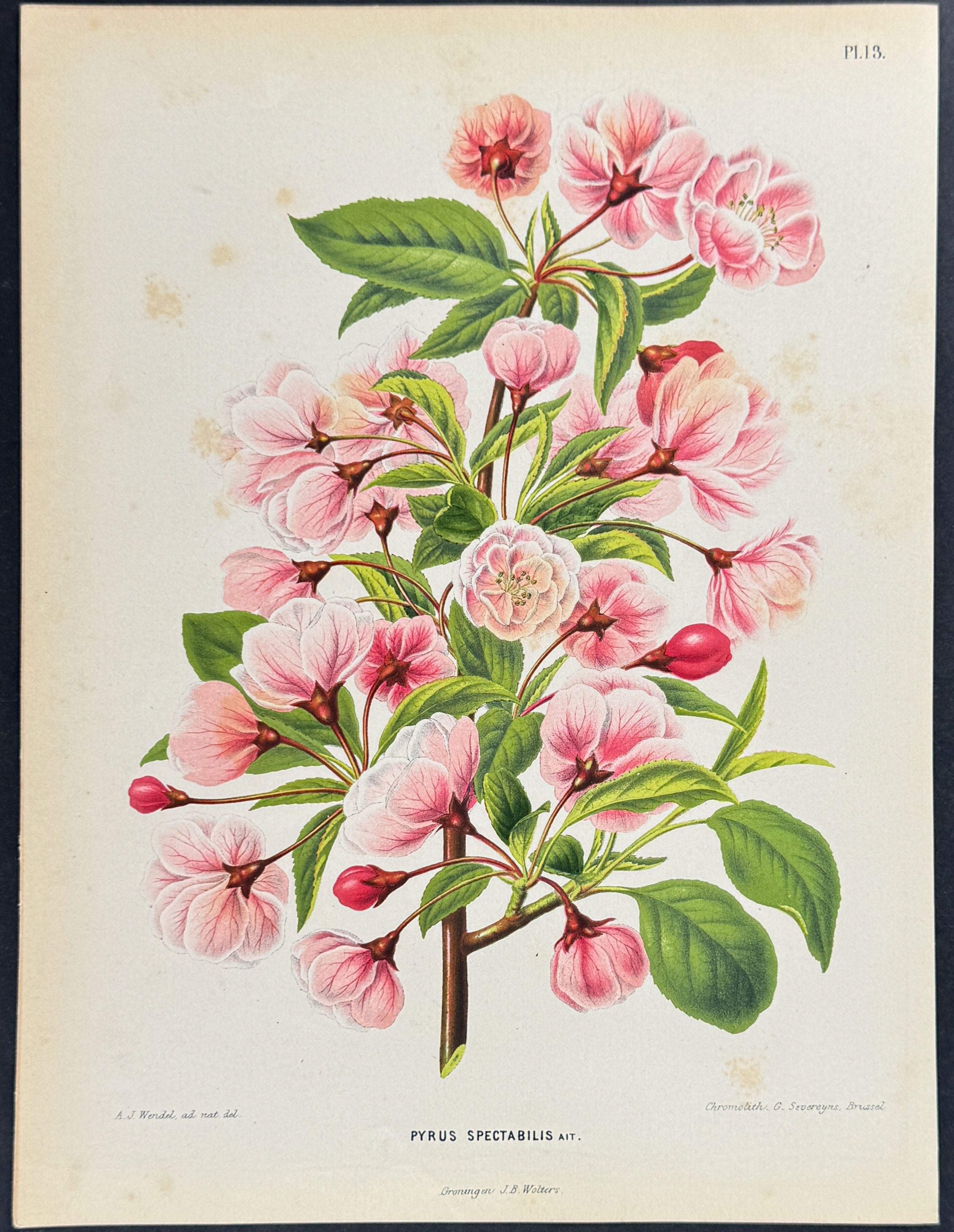Pear Blossoms