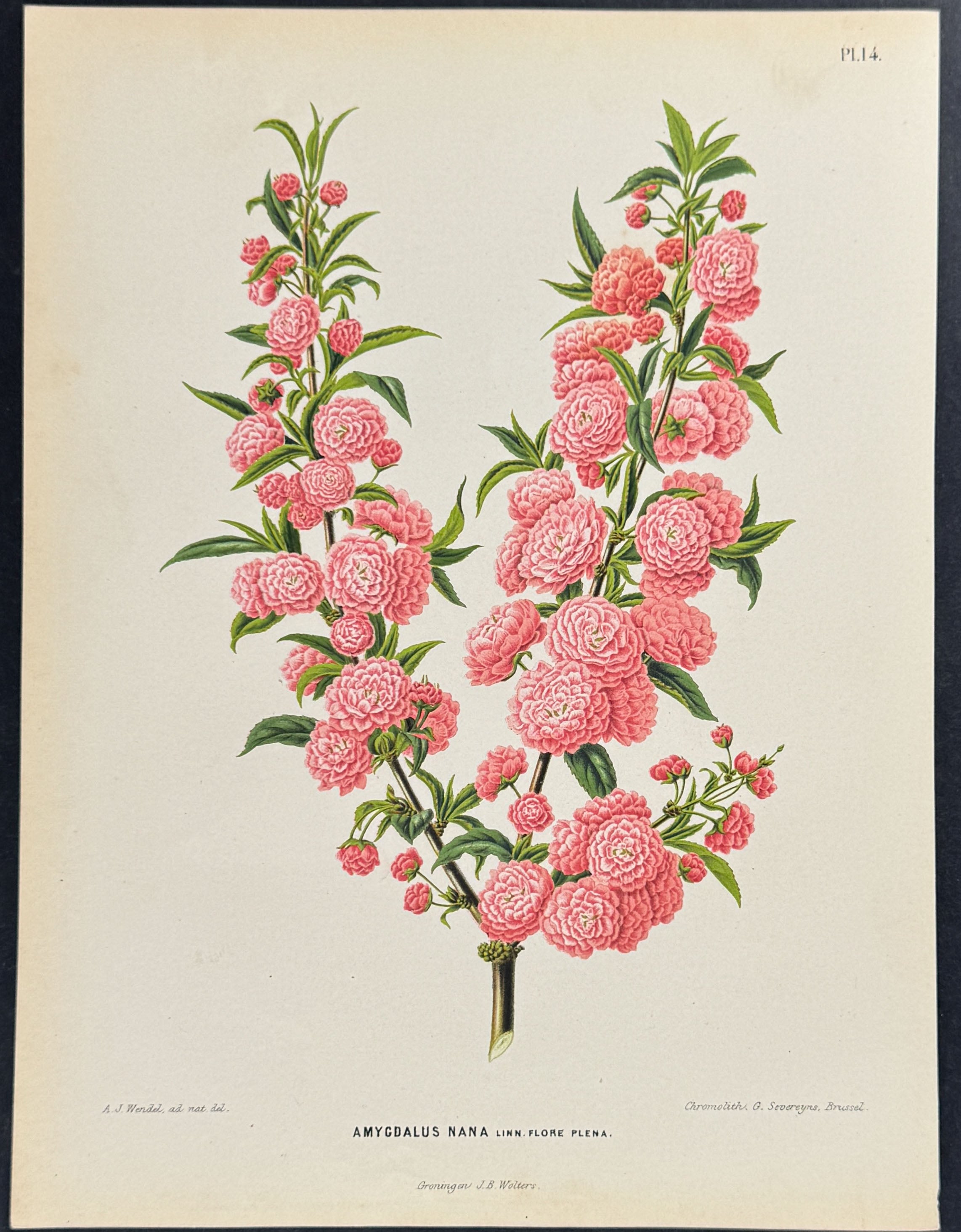 Peach Blossoms