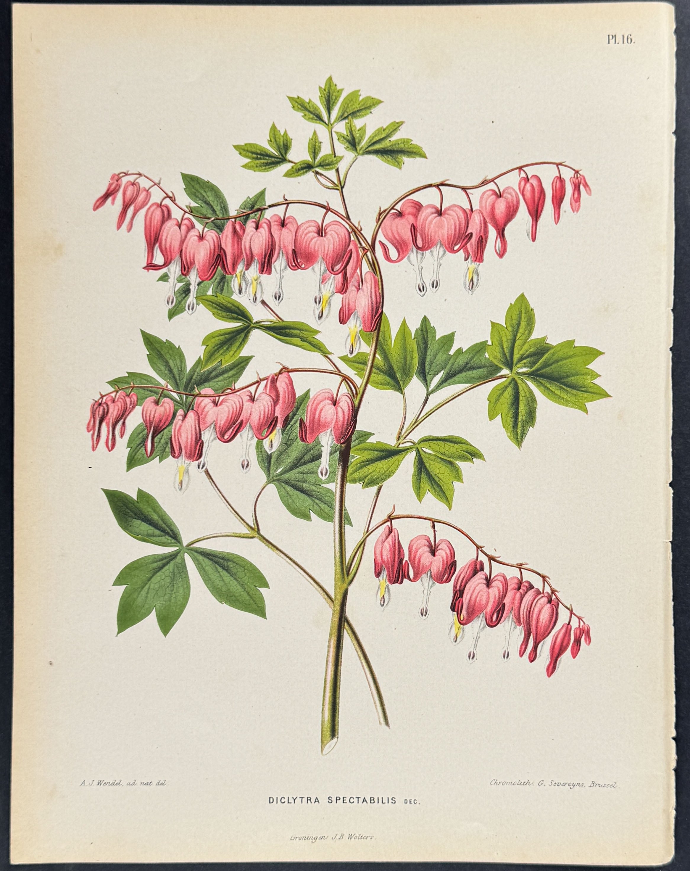Asian Bleeding-Heart