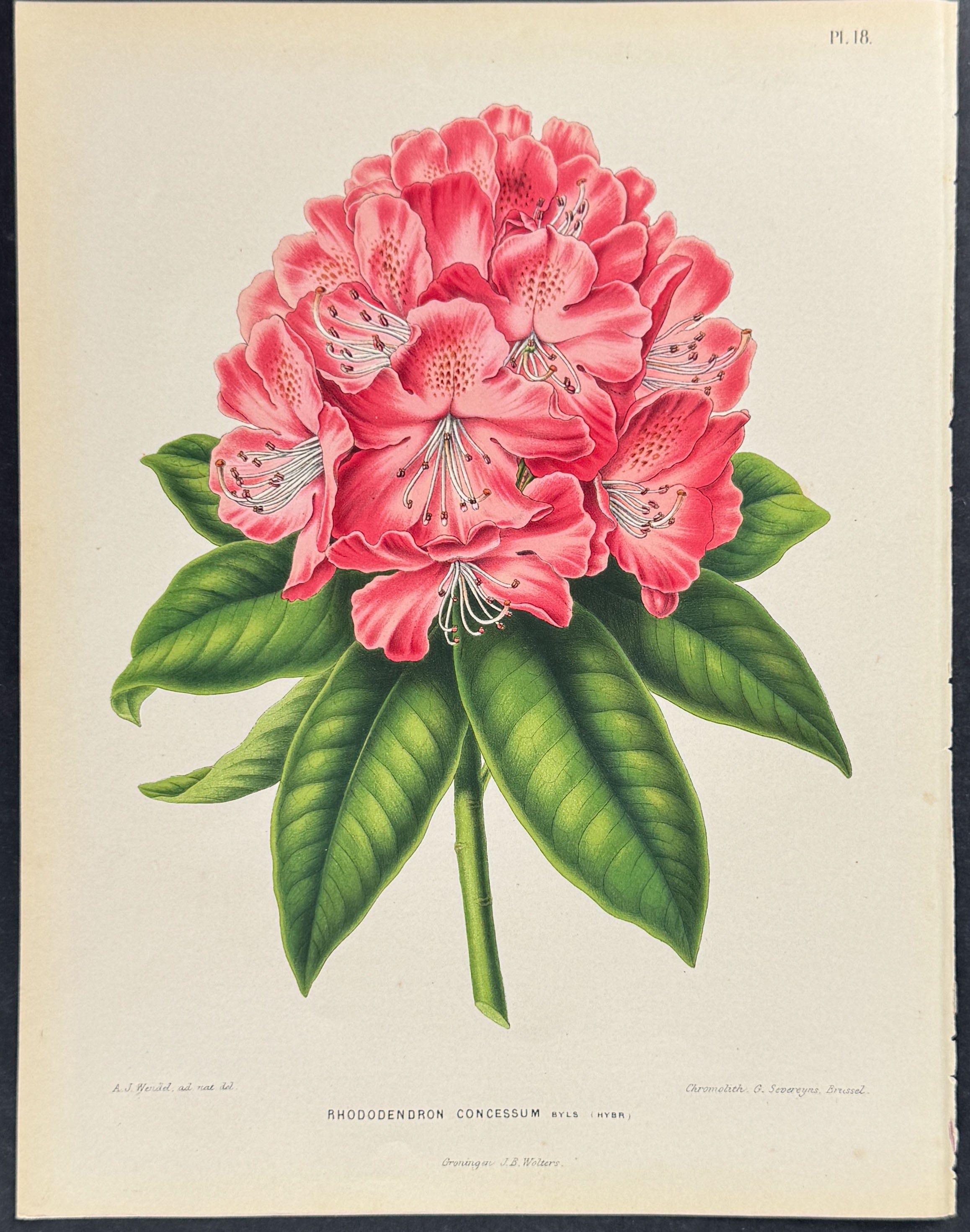 Rhododendron