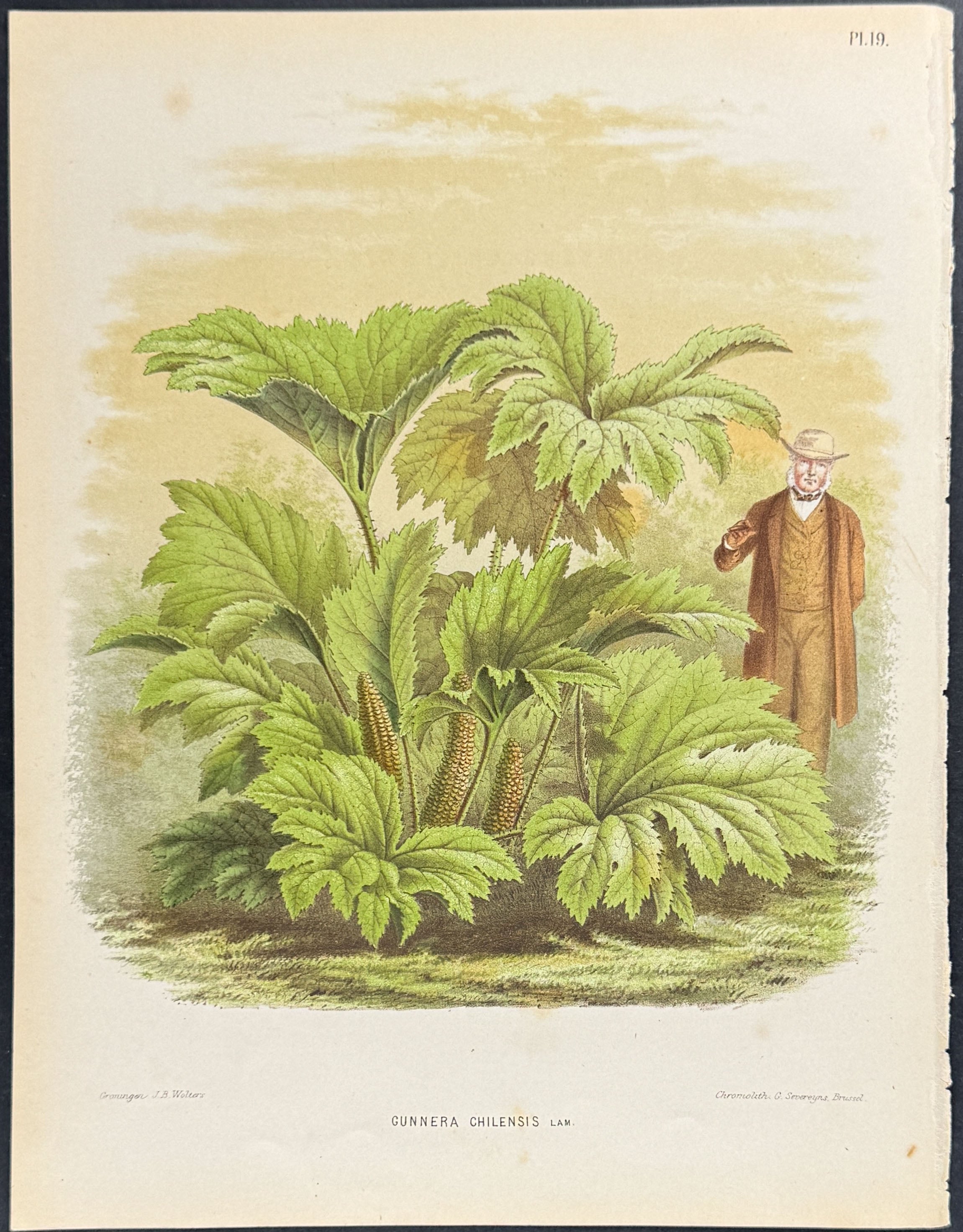 Chilean Rhubarb with Man