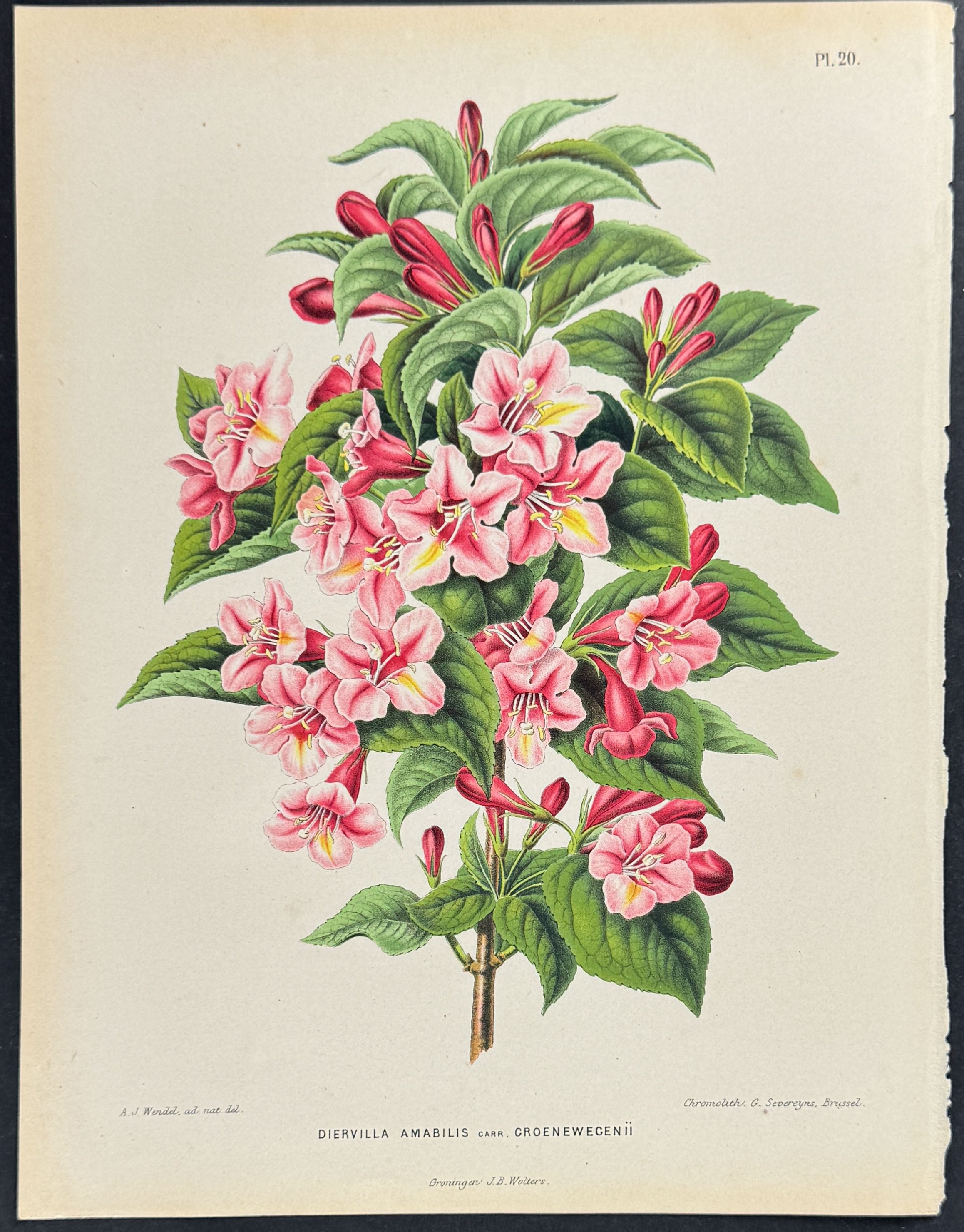 Bush Honeysuckle (Diervilla)