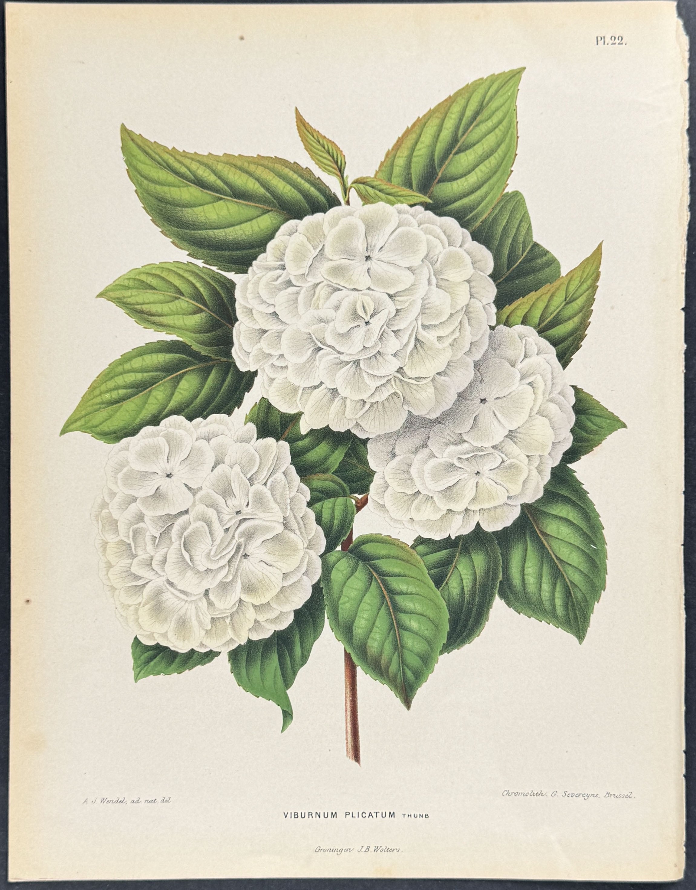 Japanese Snowball
