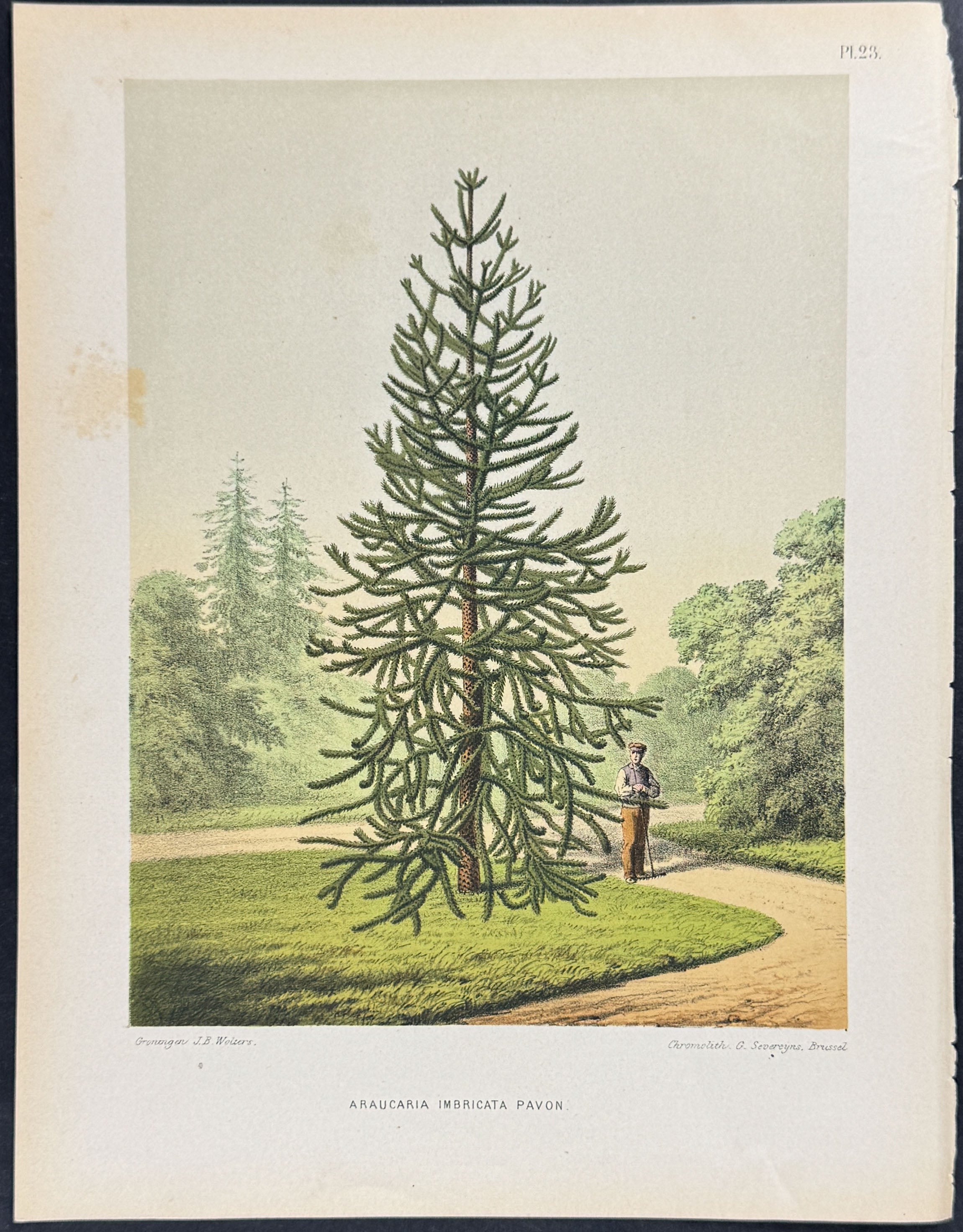 Monkey Puzzle Tree with Man