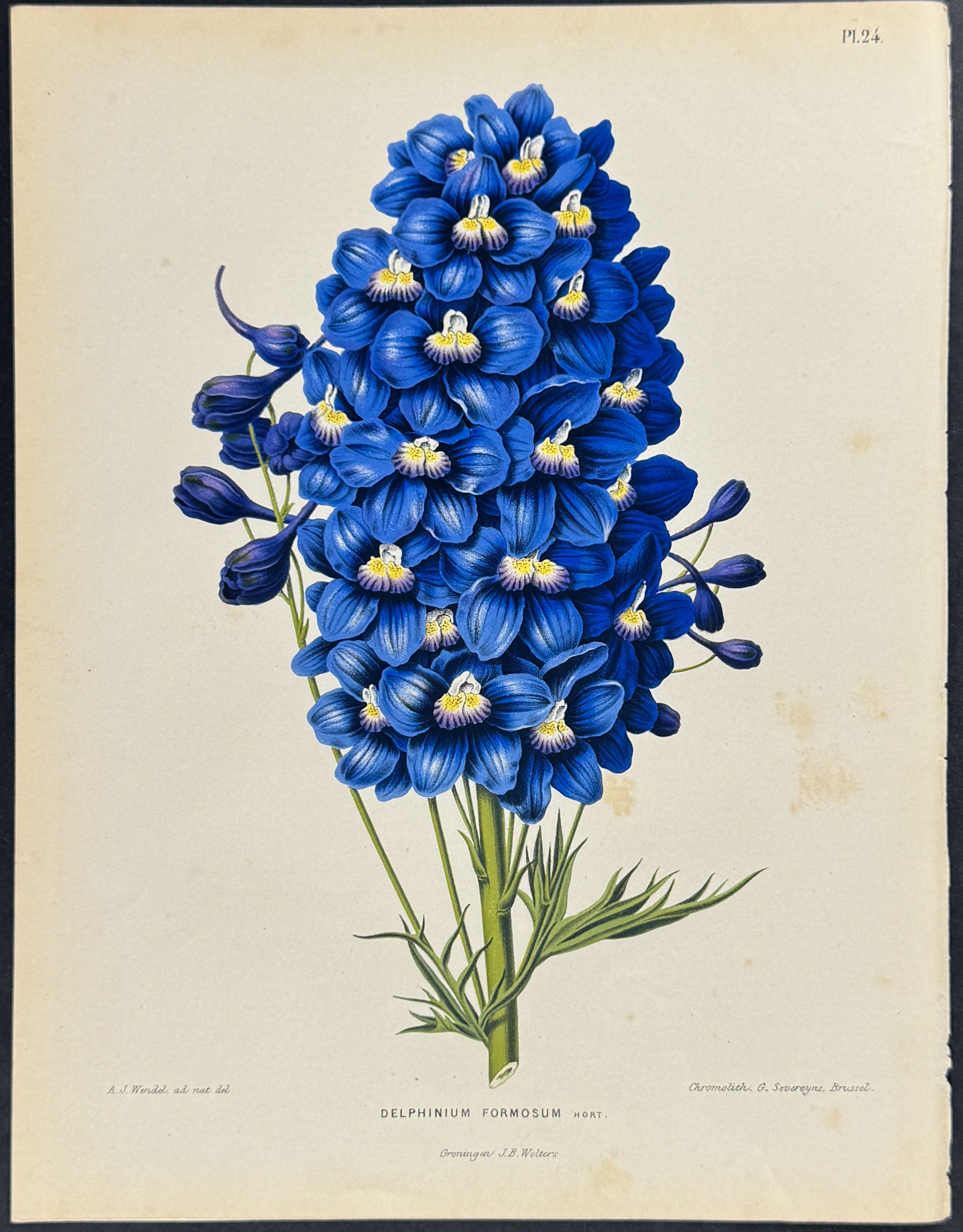 Larkspur