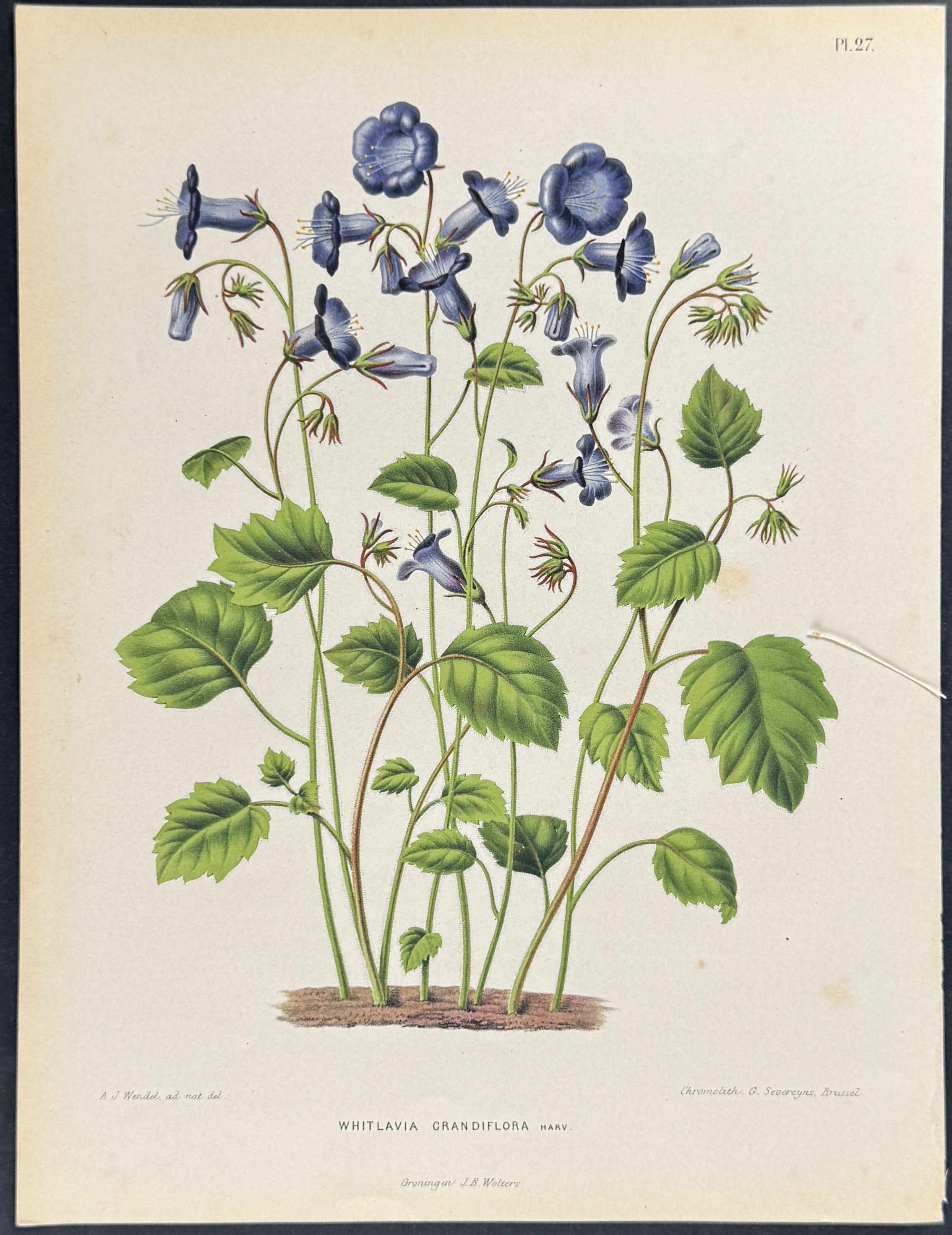 Wild Cantebury Bells