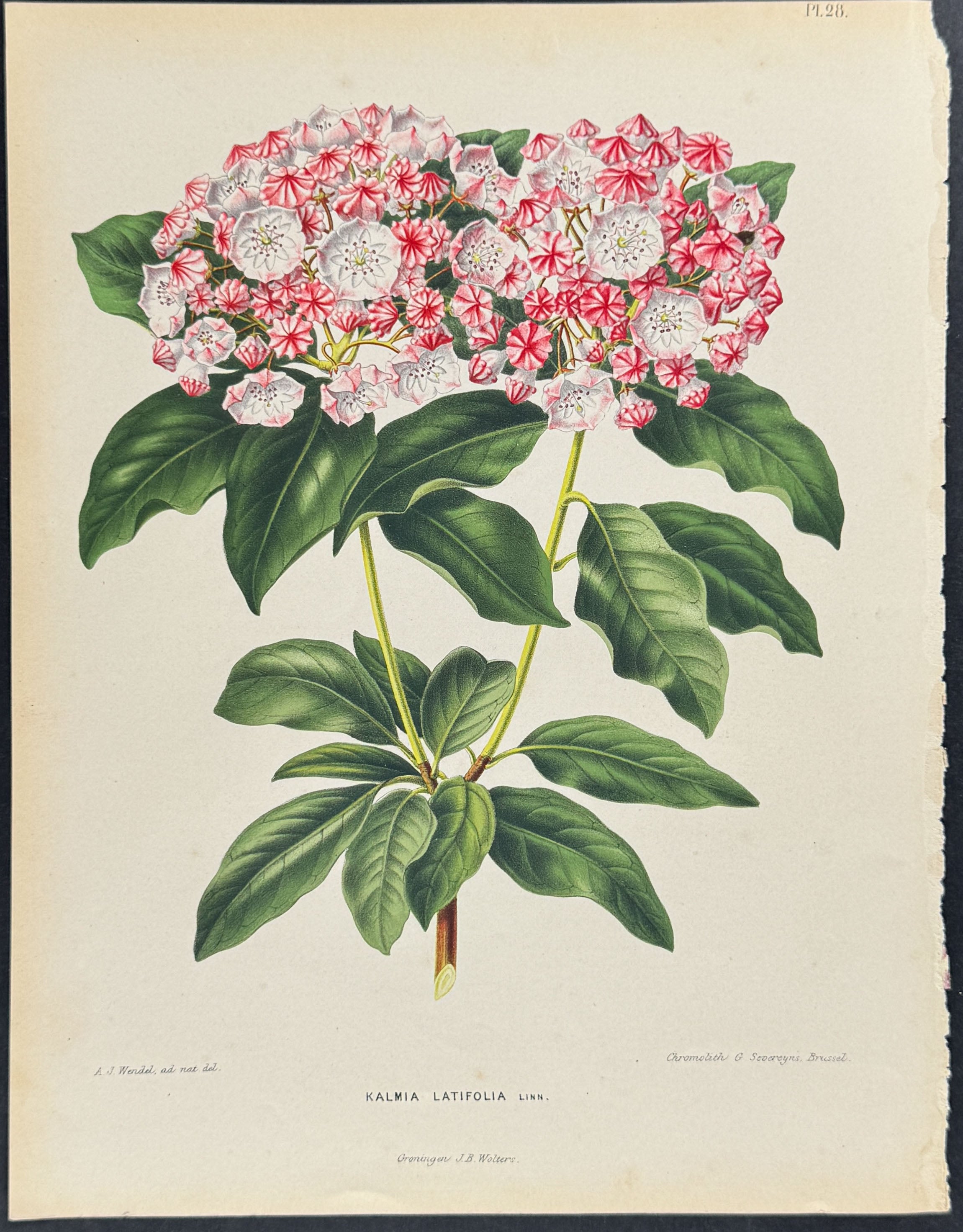 Mountain Laurel