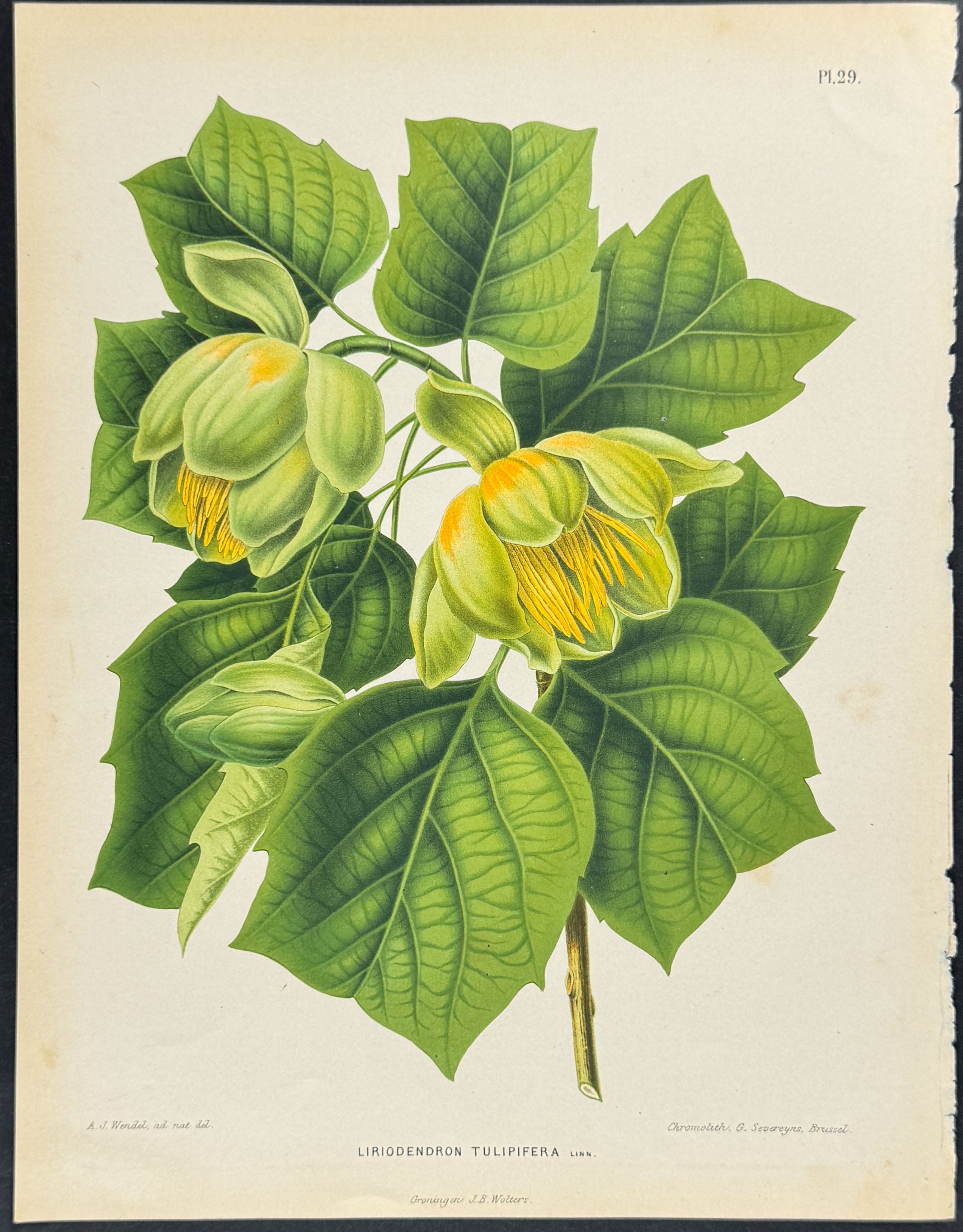 Tulip Tree