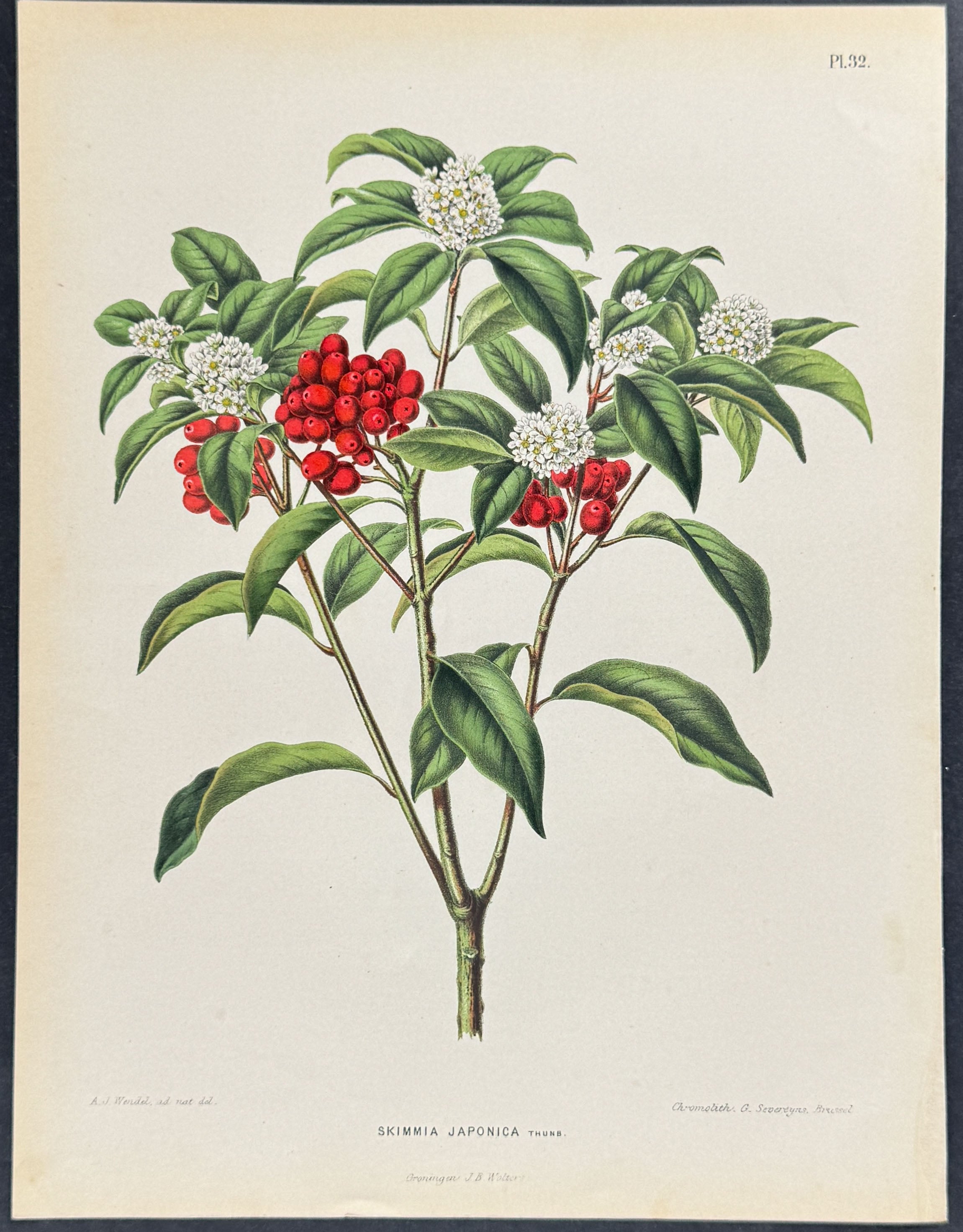 Japanese Skimmia