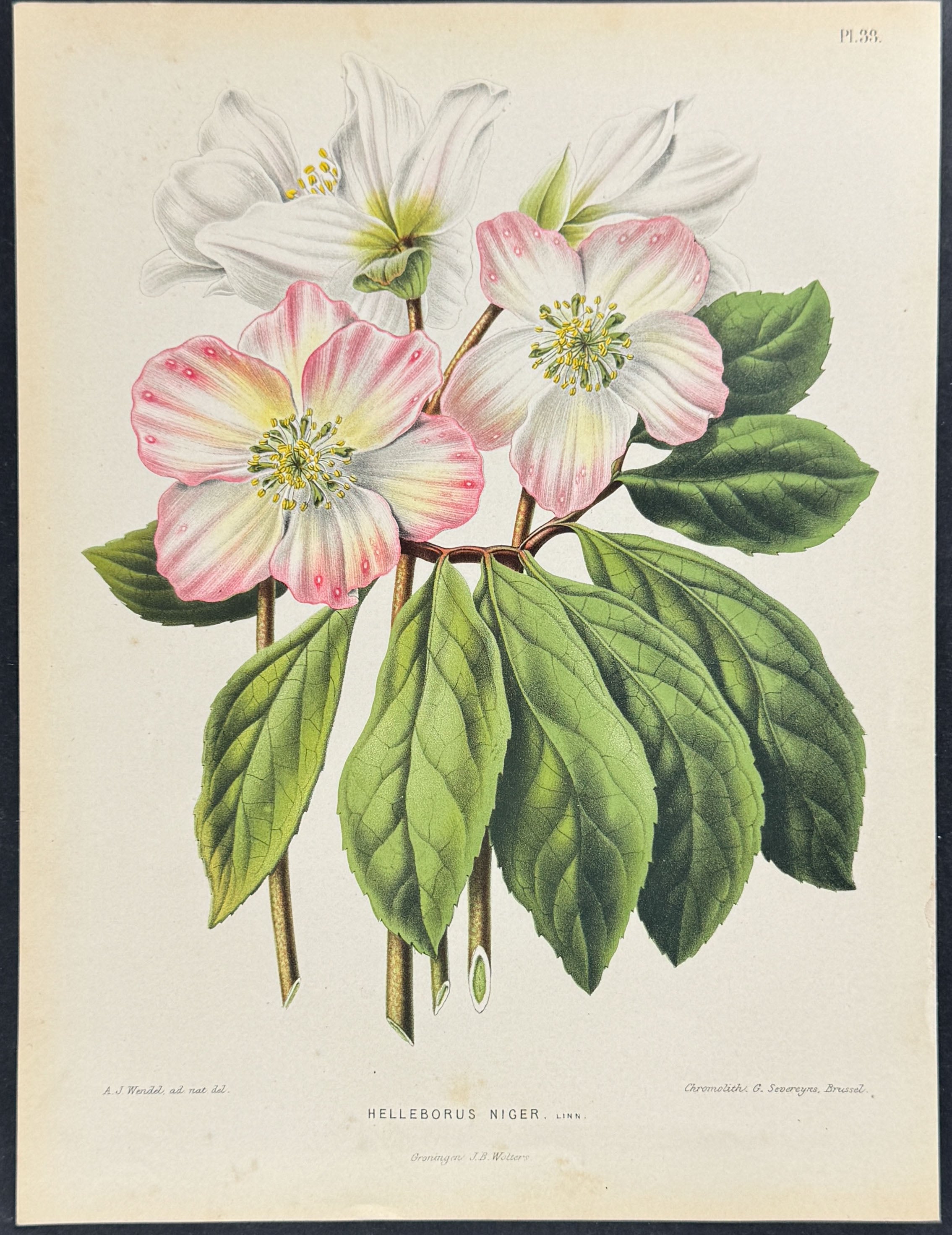 Hellebore