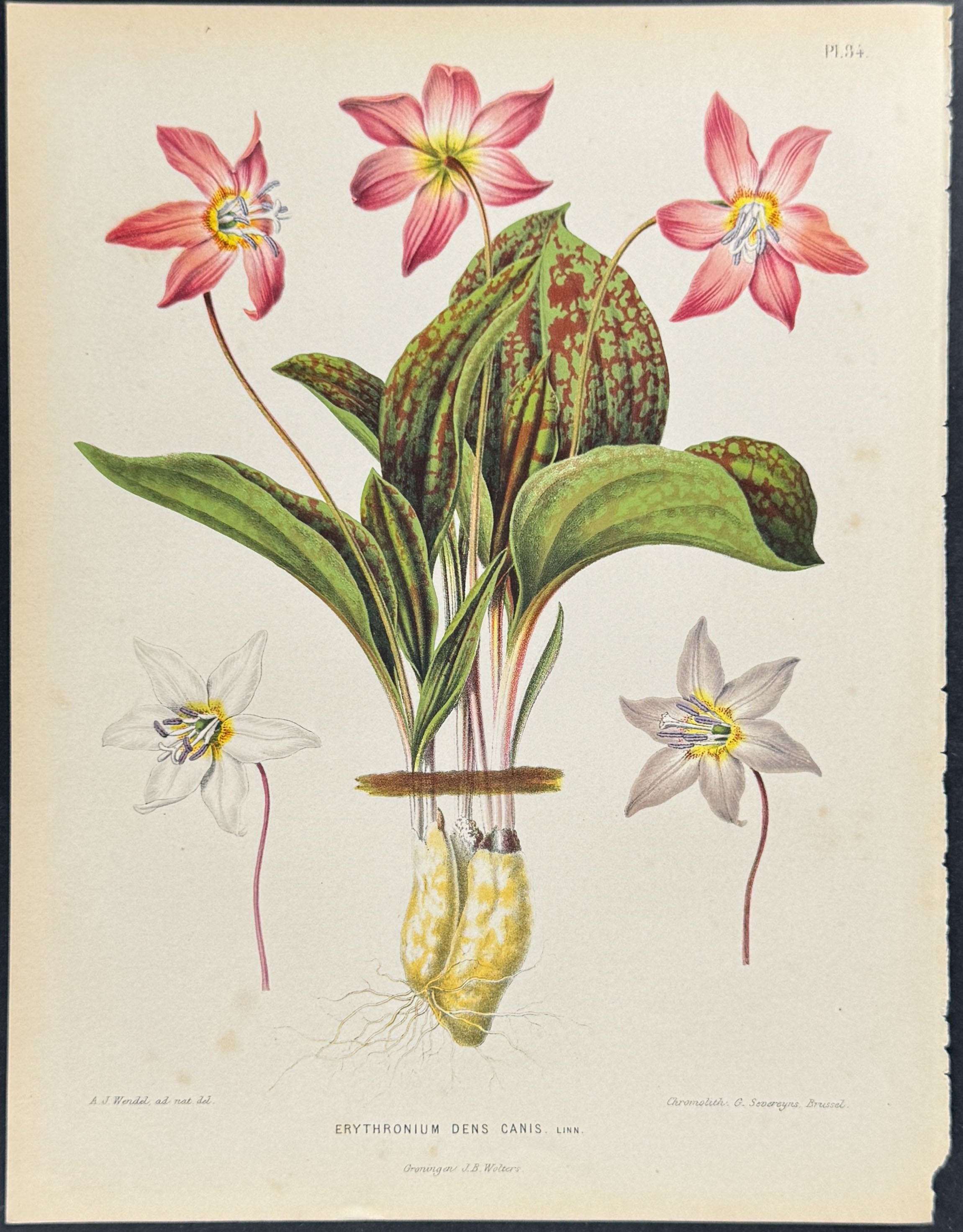 Dogtooth Violet