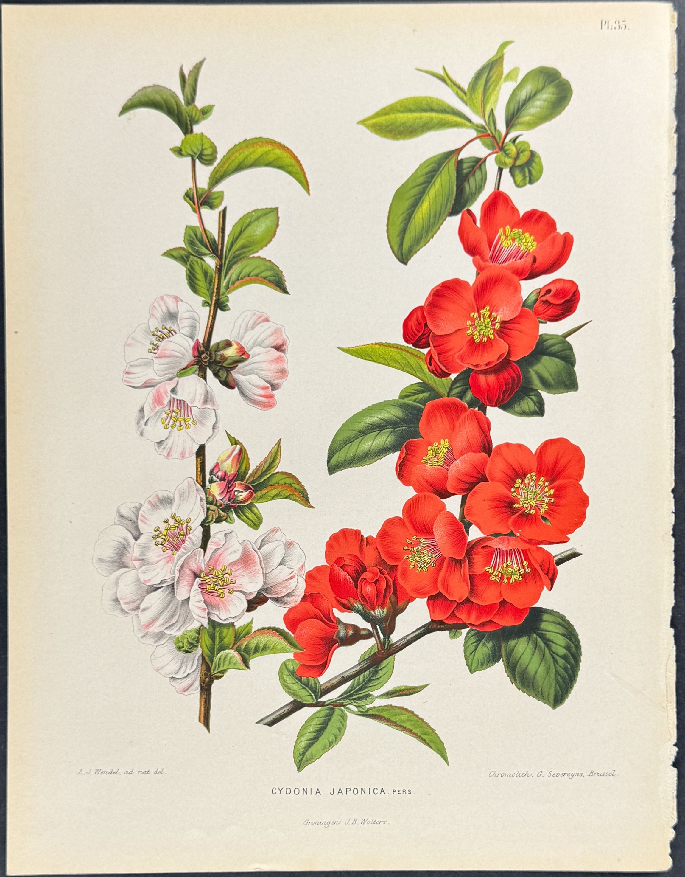 Maule's Quince Blossoms