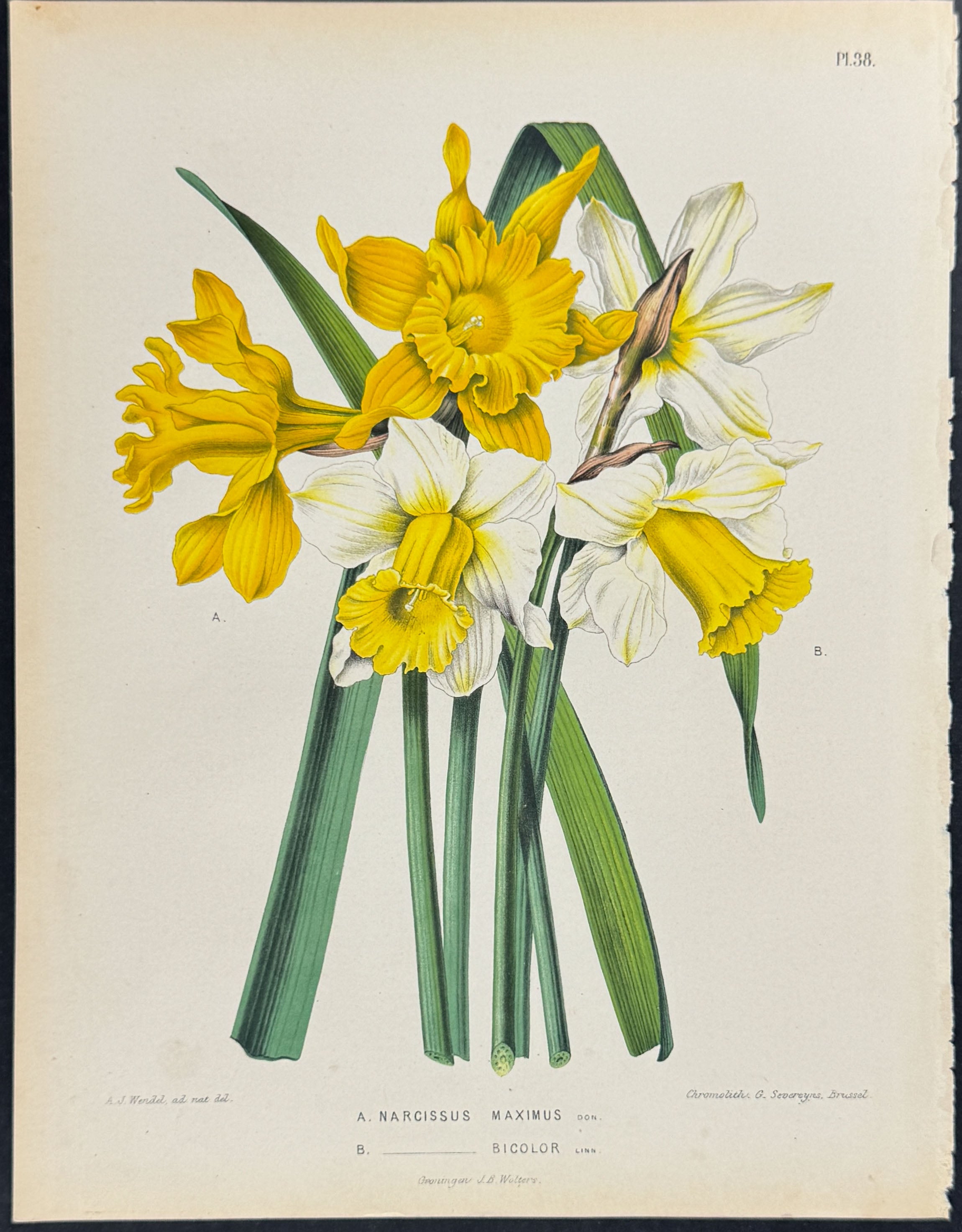 Narcissus or Daffodil