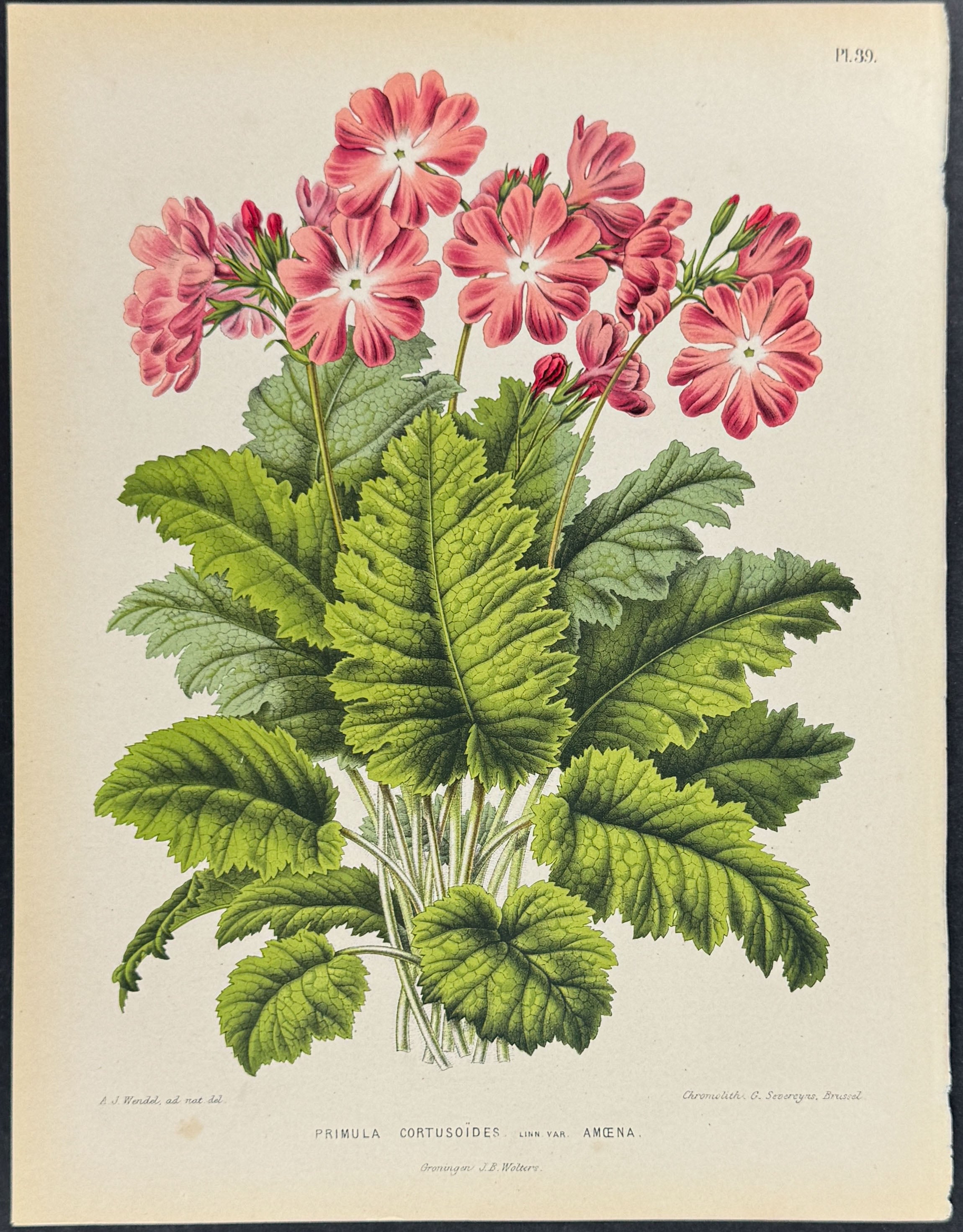 Primula or Auricula