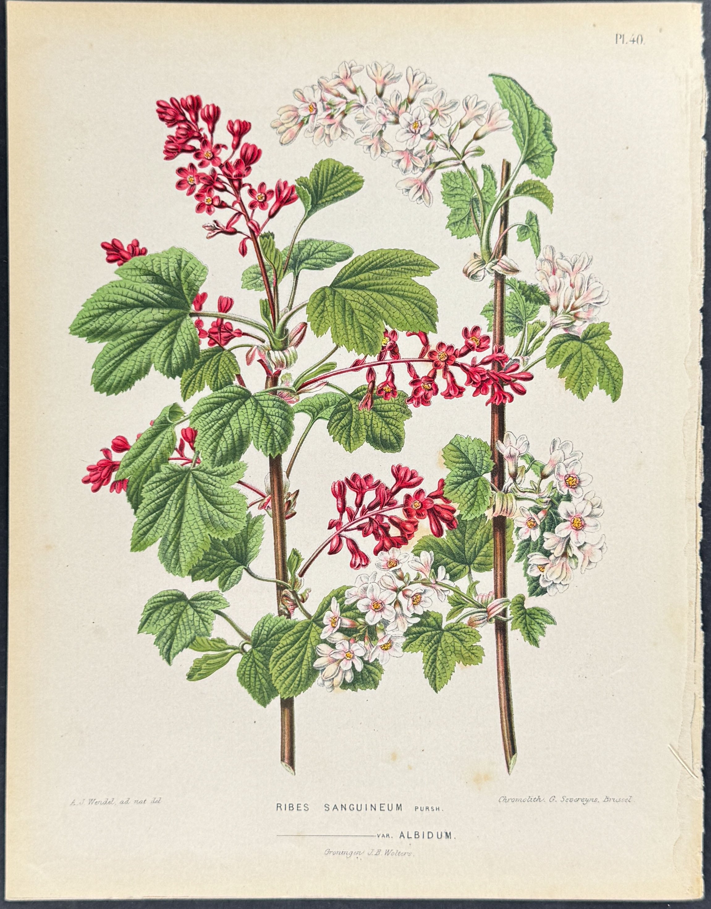 Red Flowering Currant