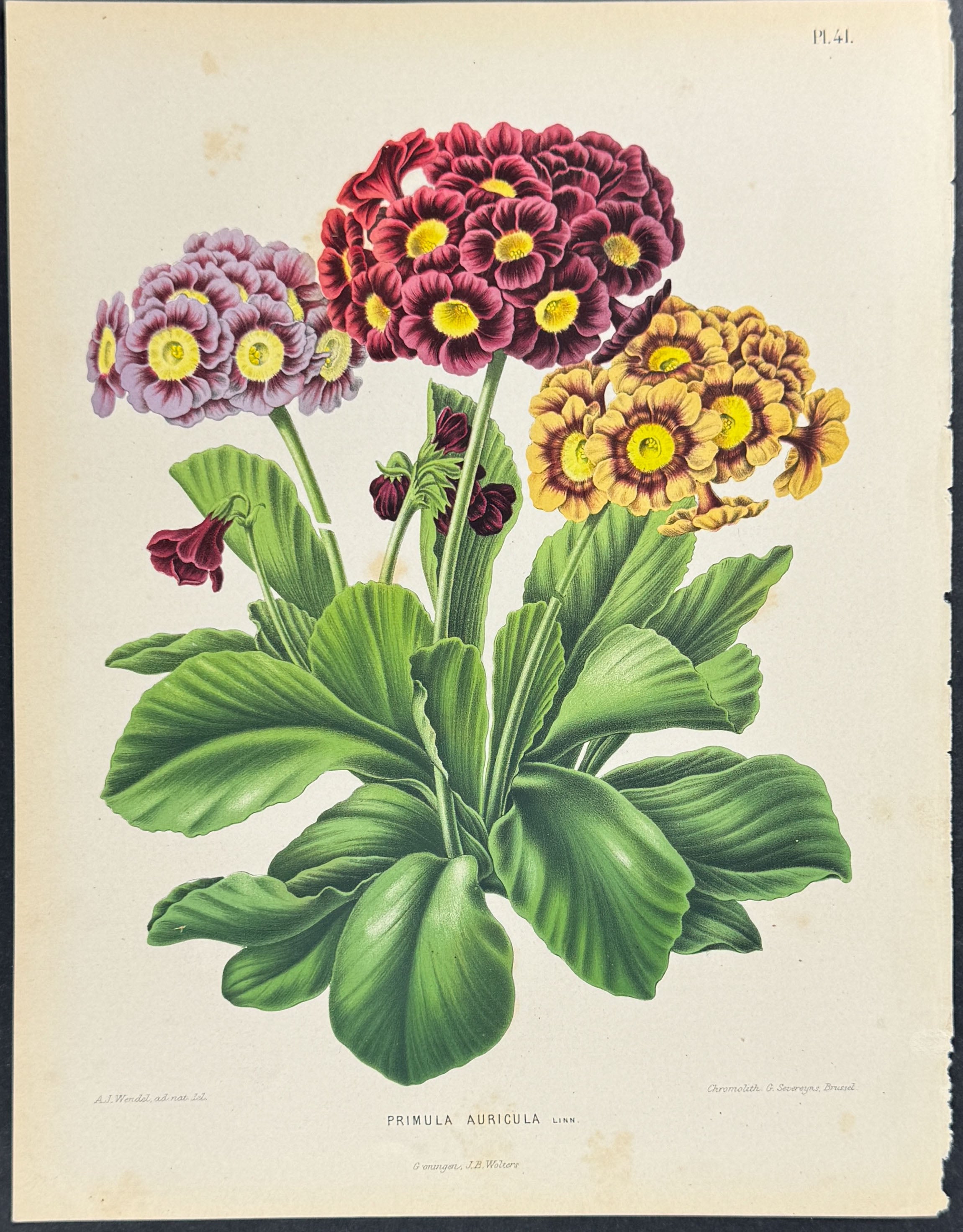 Primula or Auricula