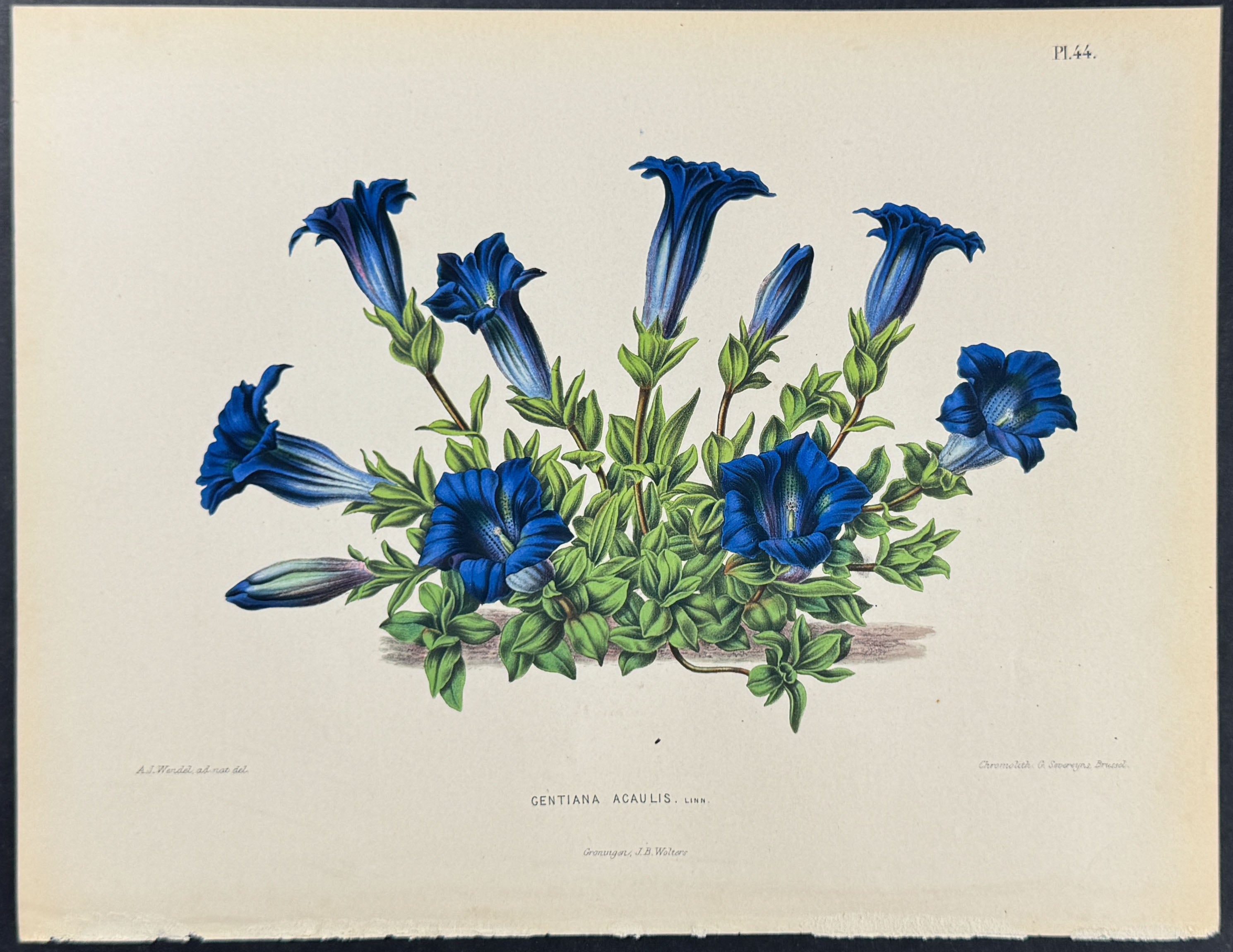 Gentian