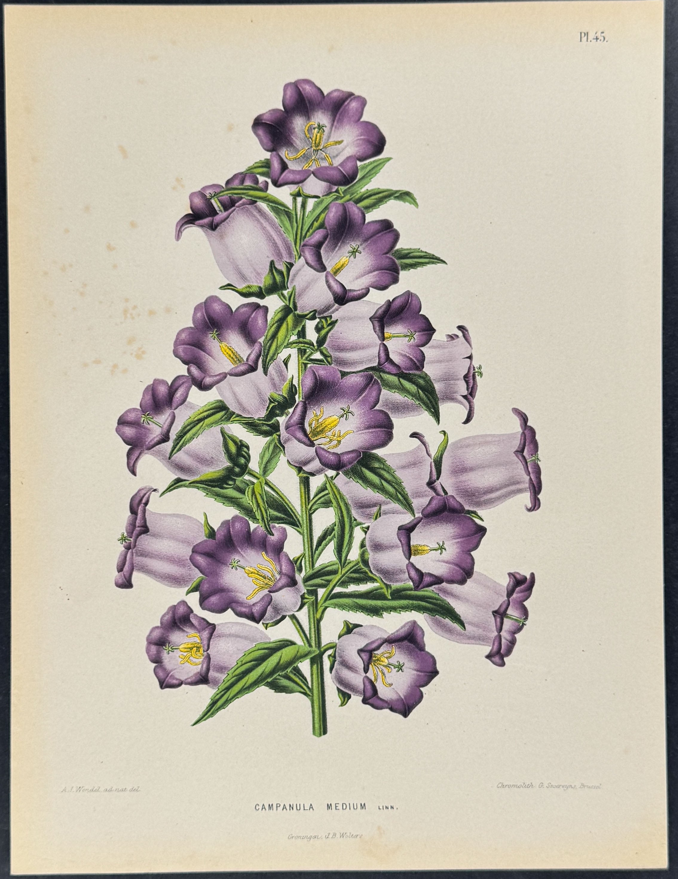 Bellflower