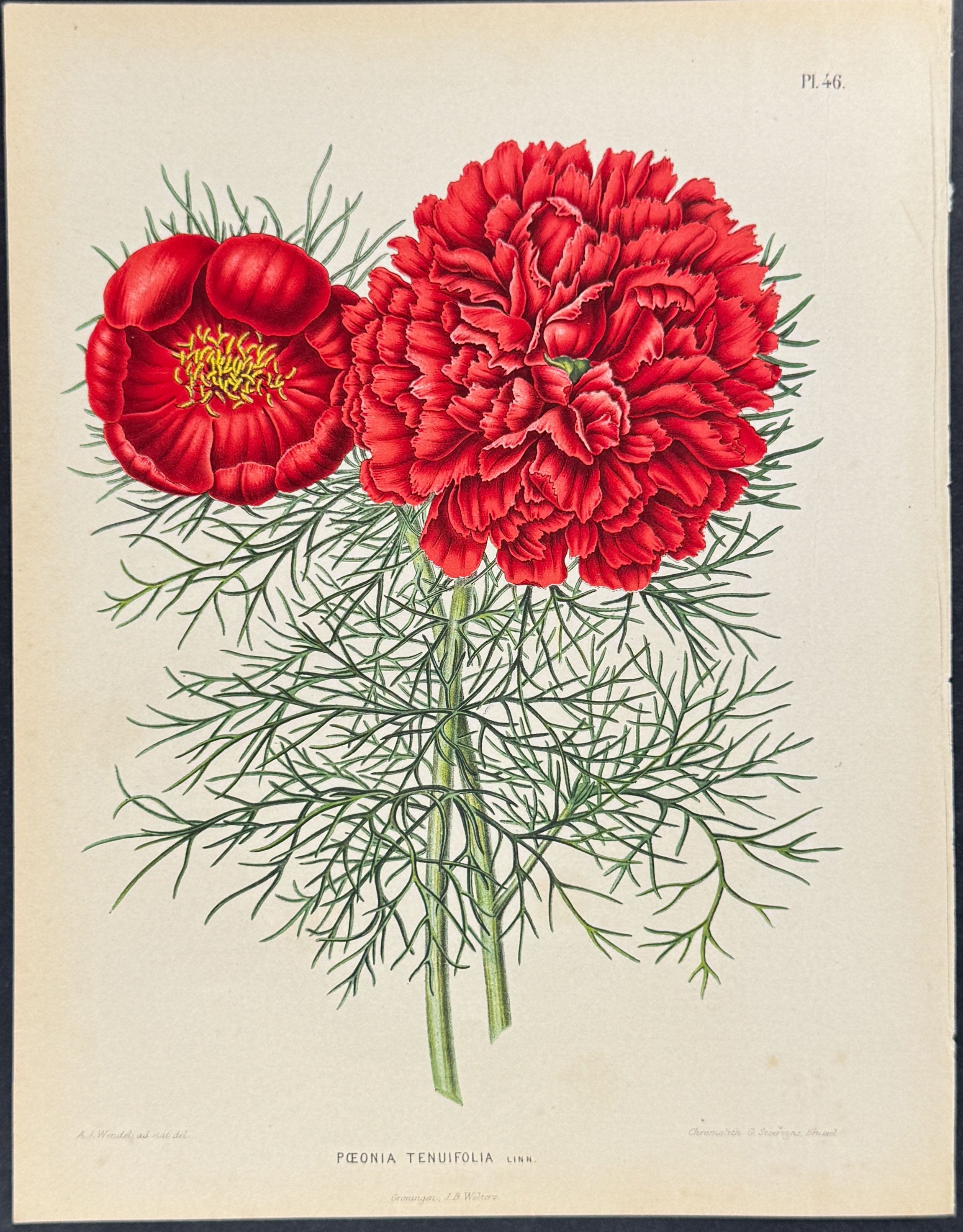 Peony