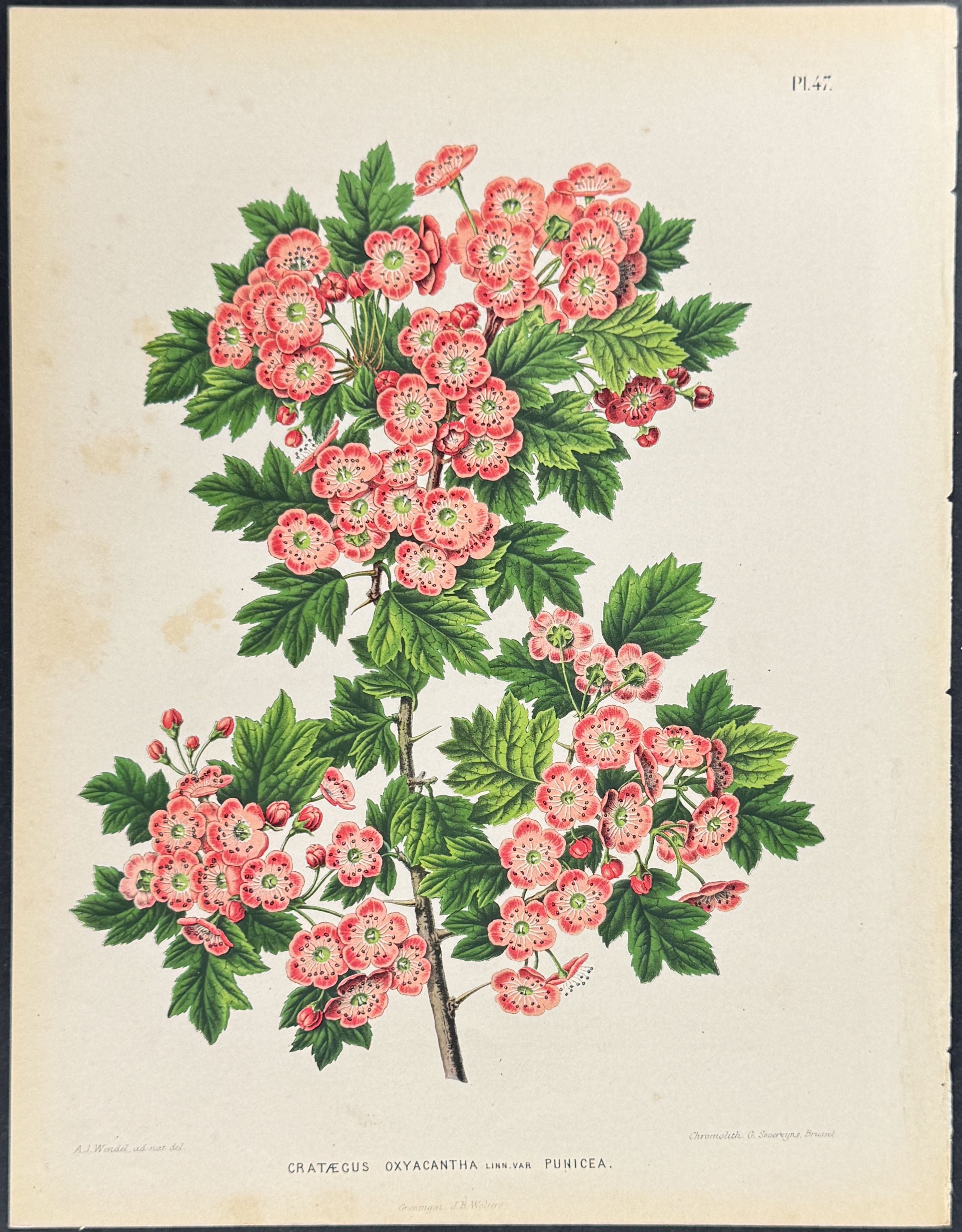 Hawthorn