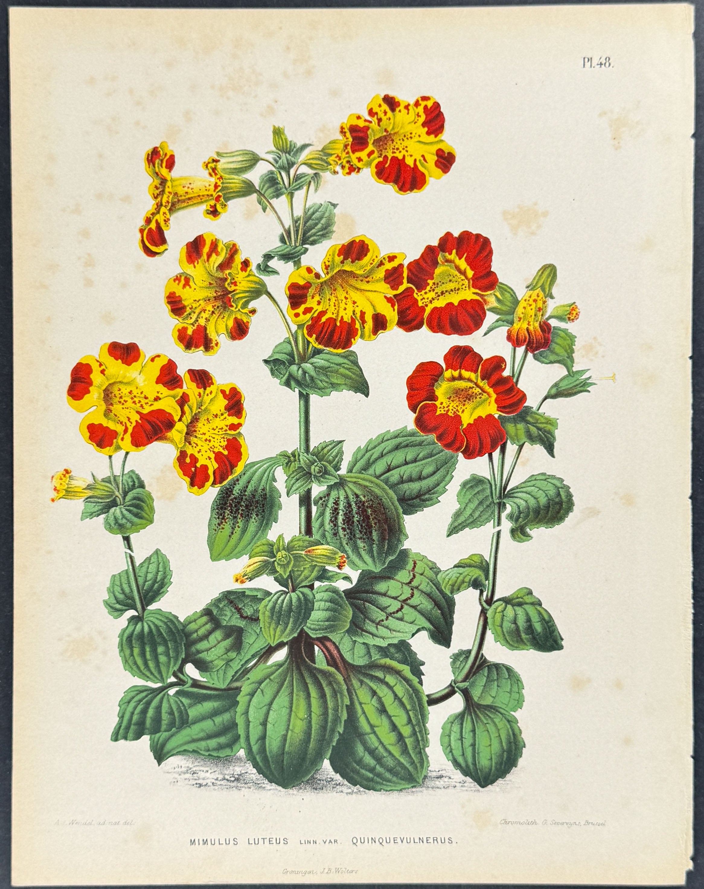 Monkeyflower