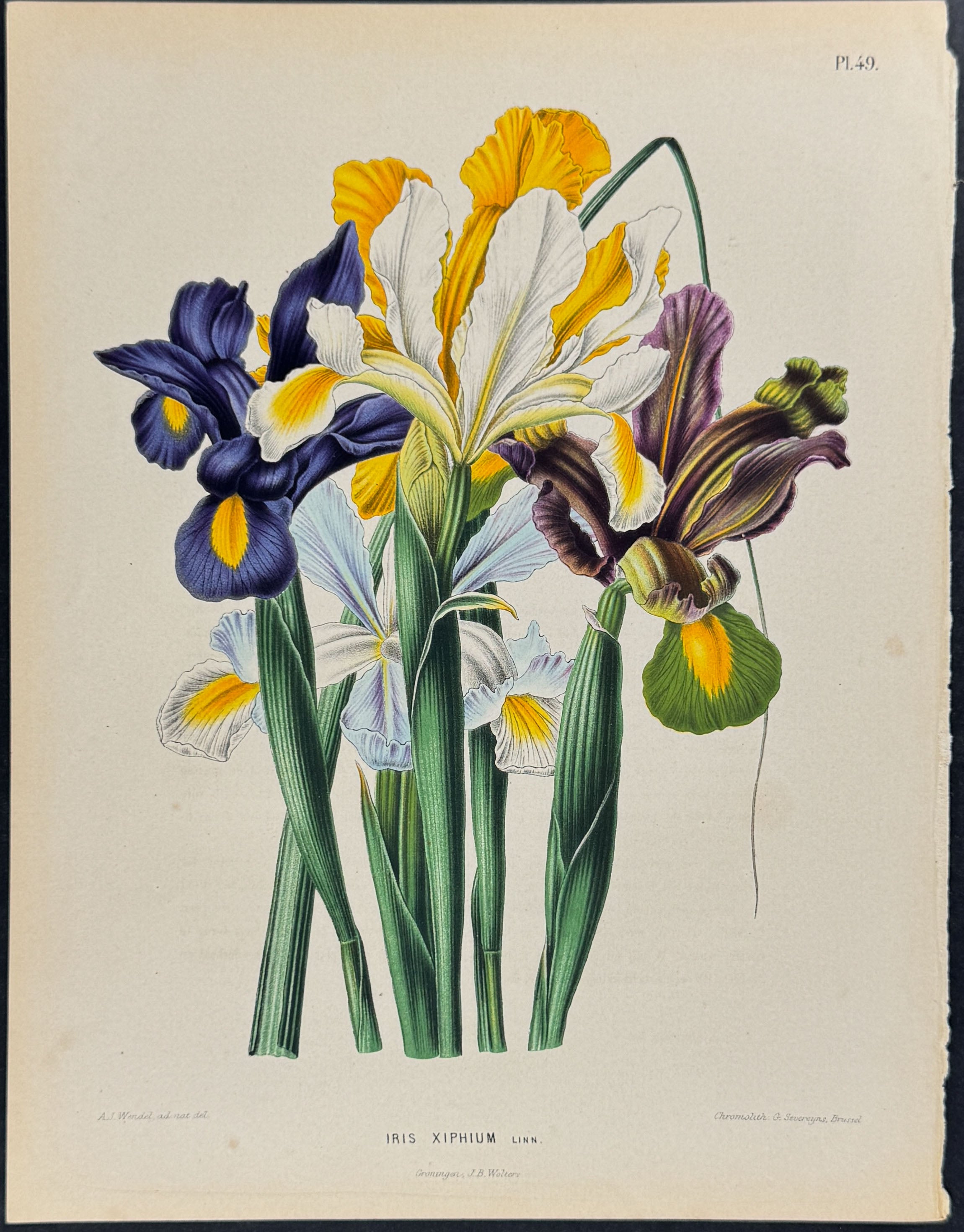 Iris