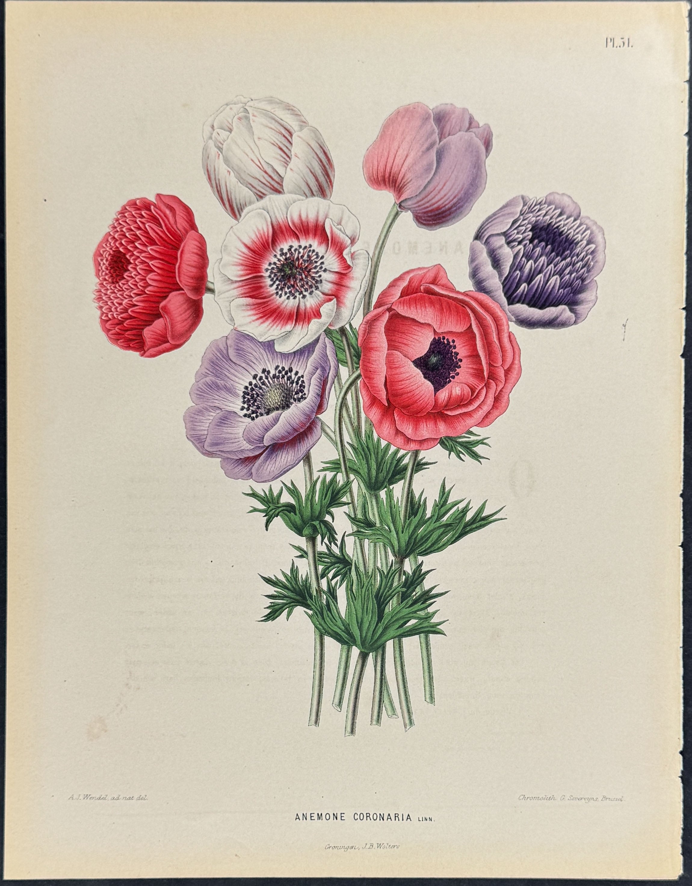Anemone