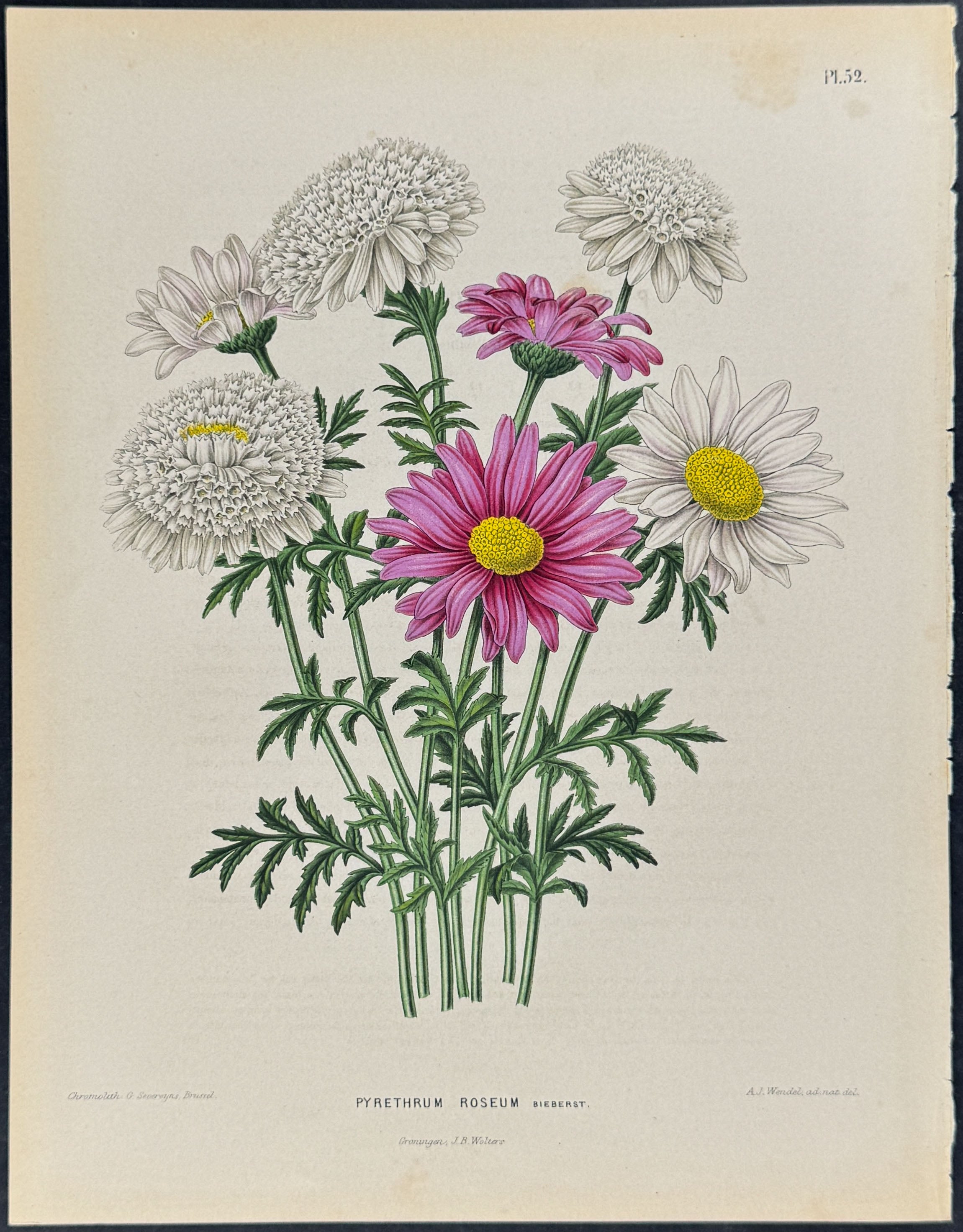 Pellitory