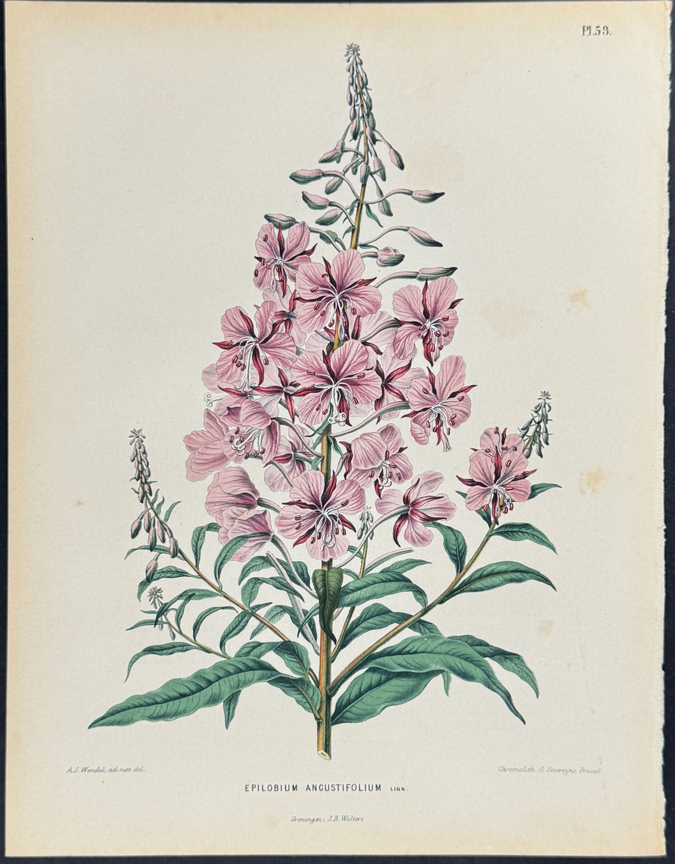 Fireweed