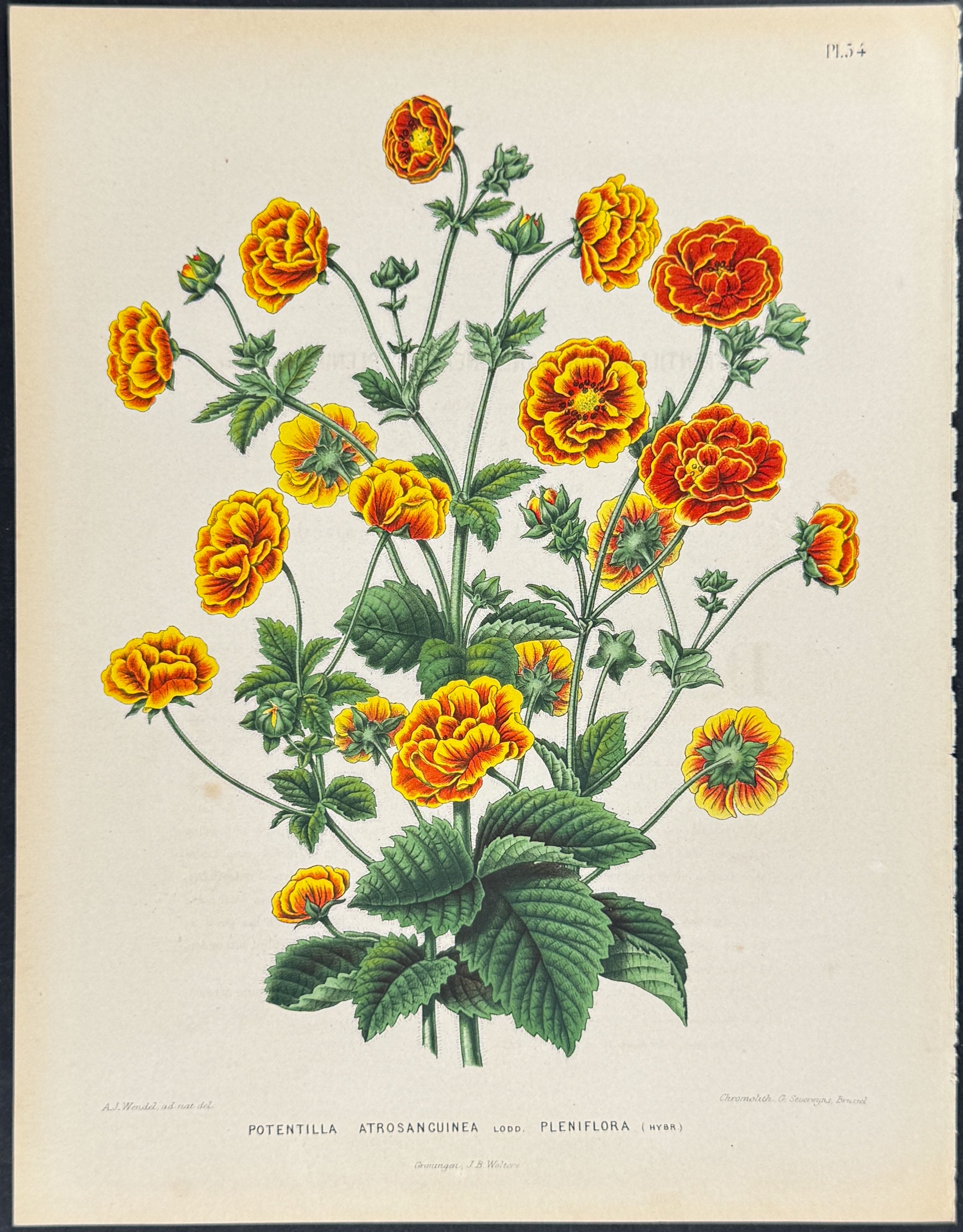 Cinquefoil