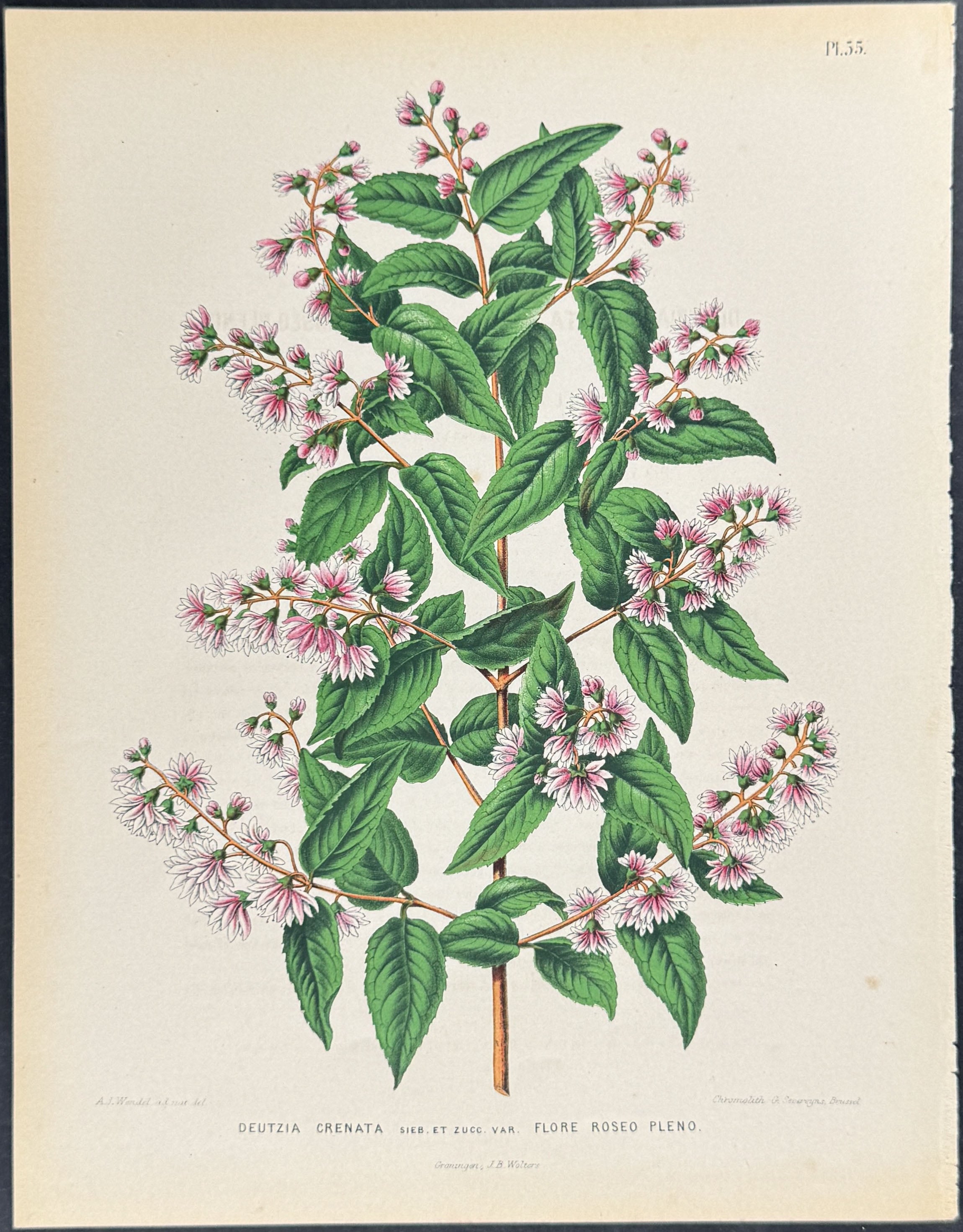 Bridal Wreath