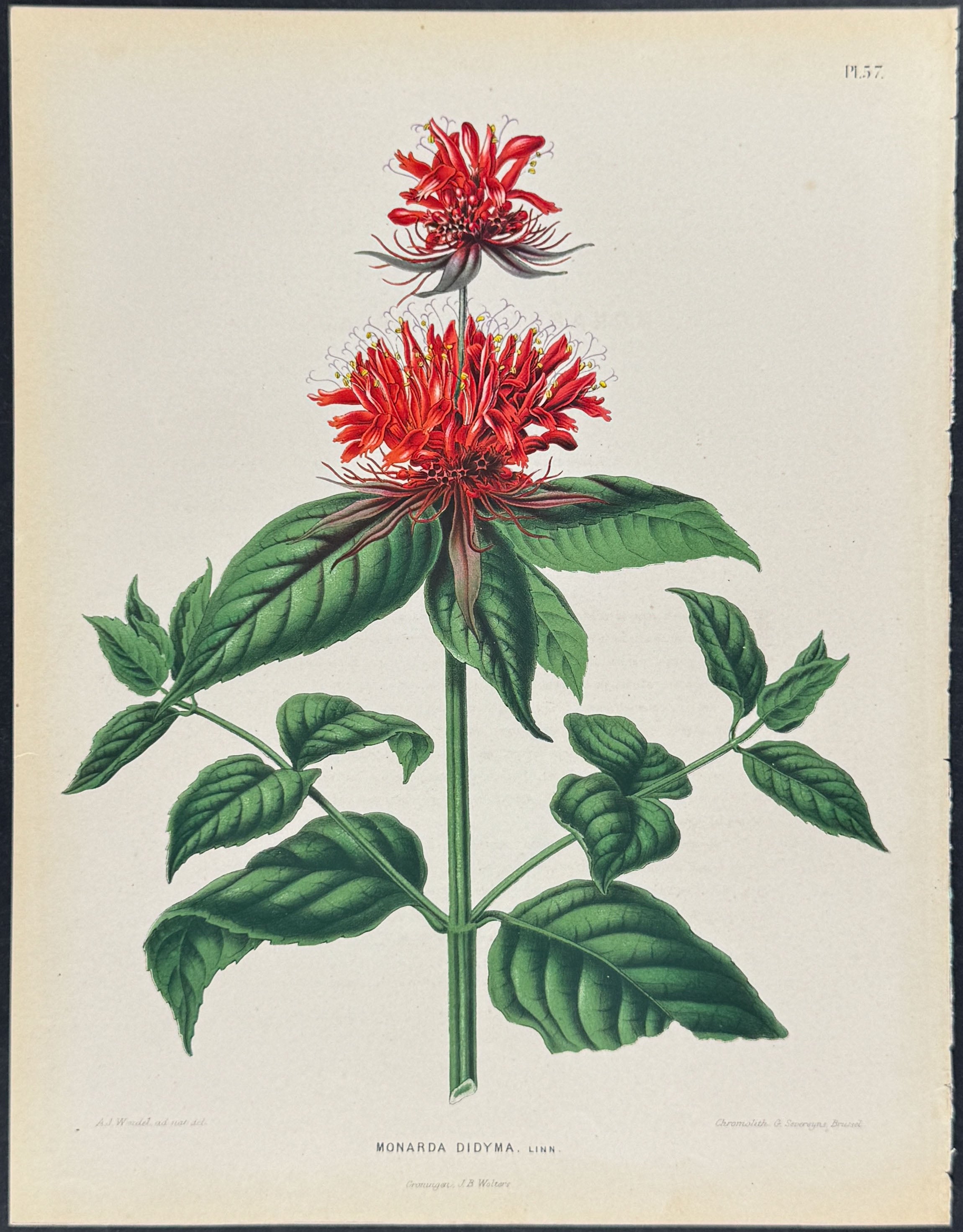 Scarlet Beebalm