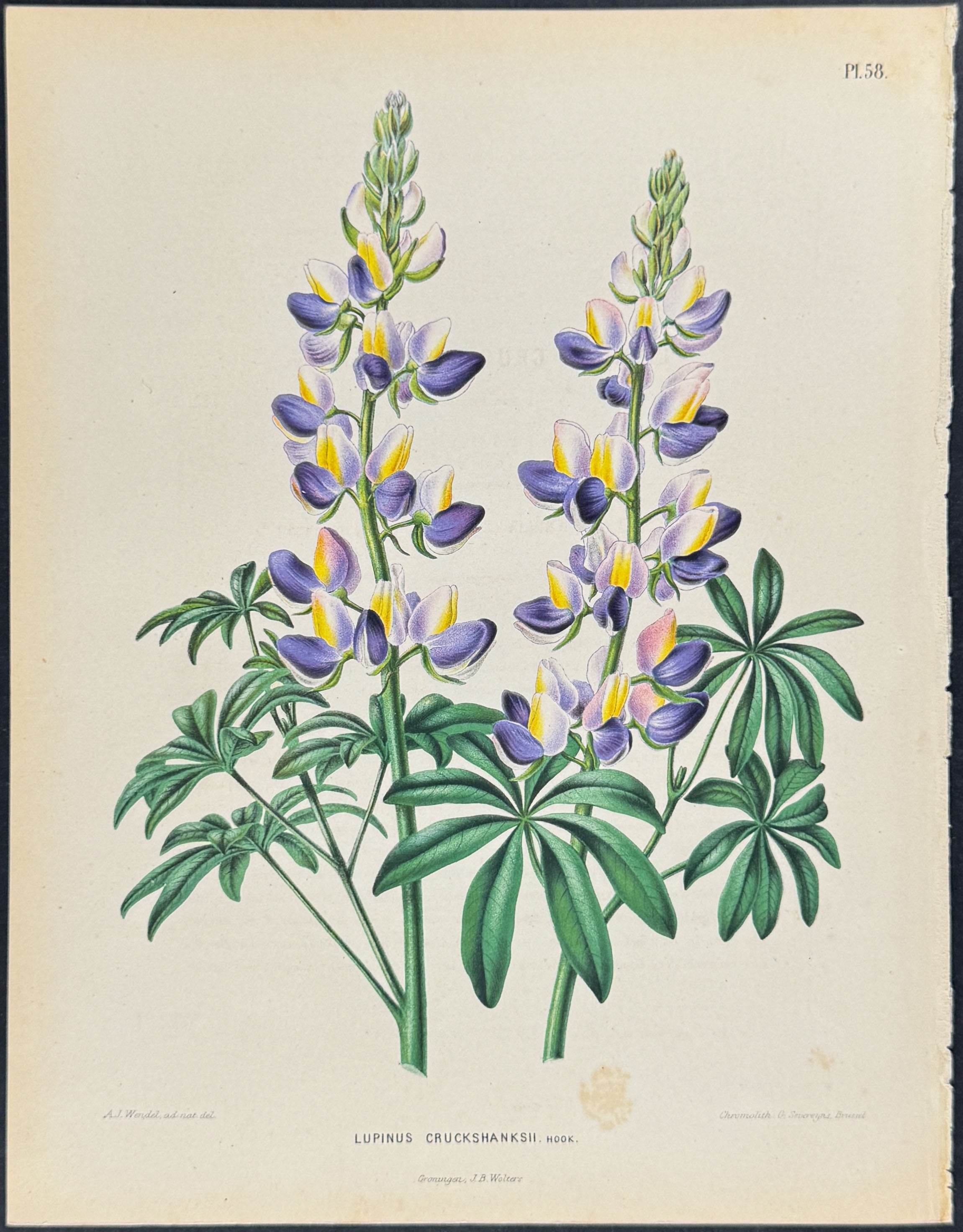 Cruckshank's Lupin