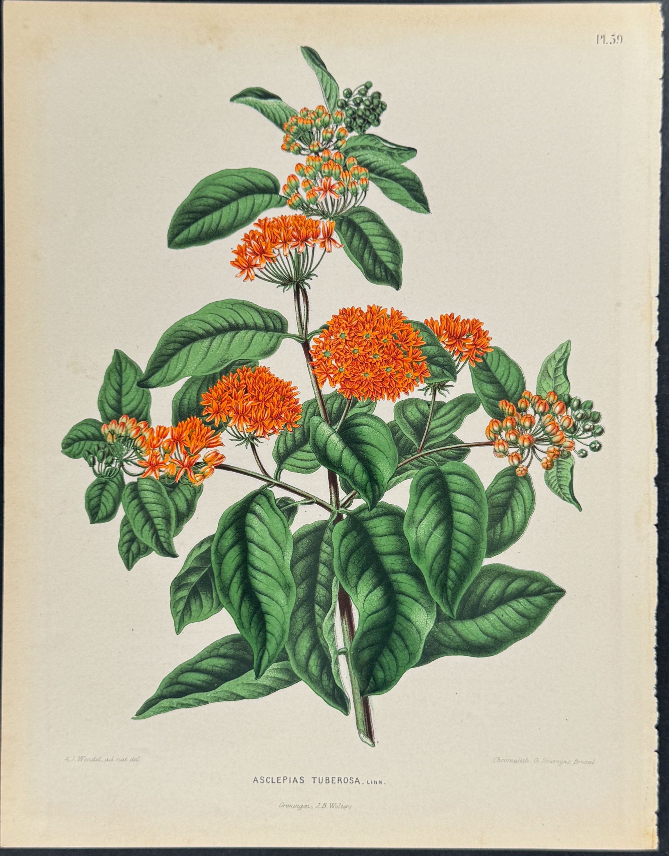 Butterfly Weed