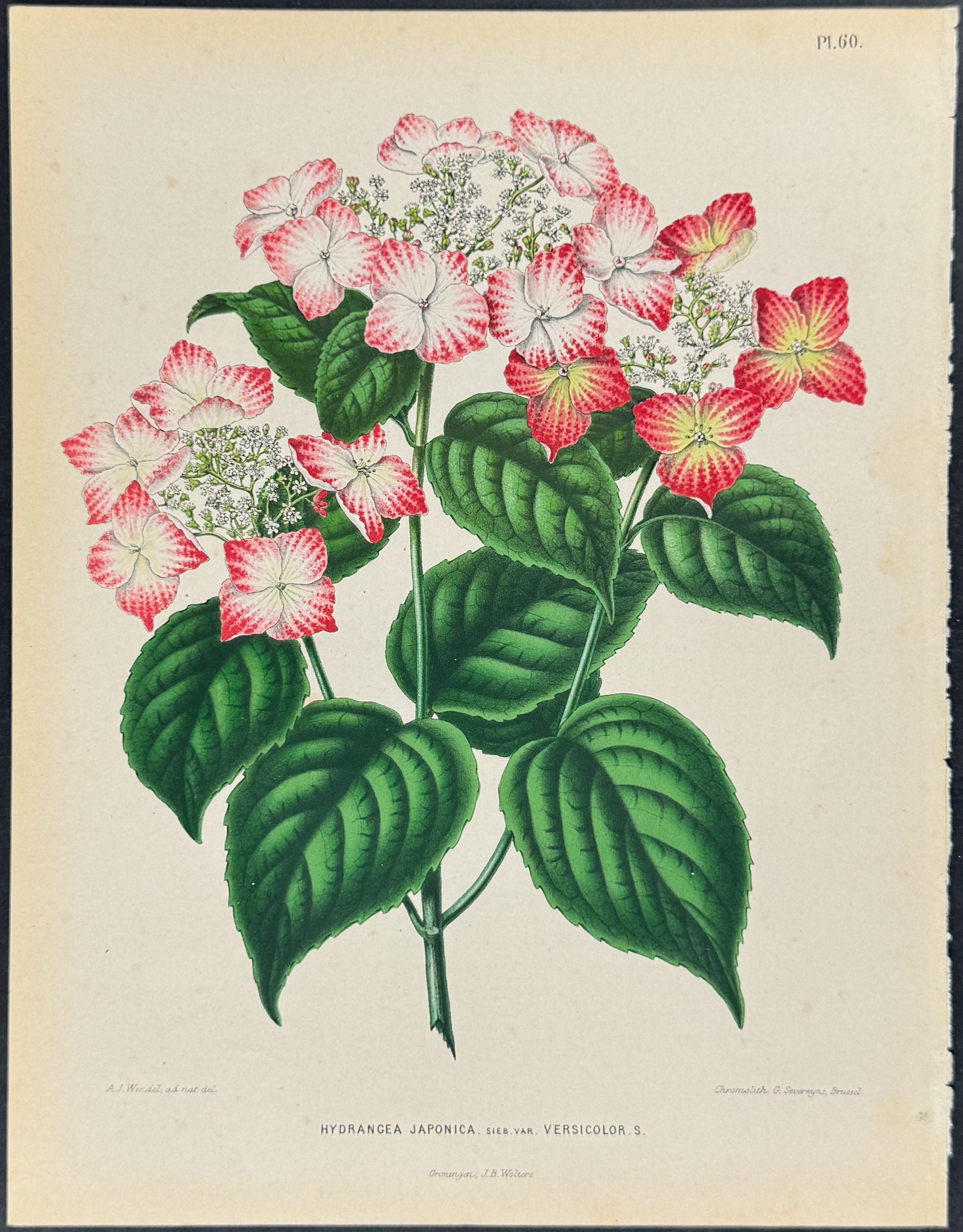 Hydrangea