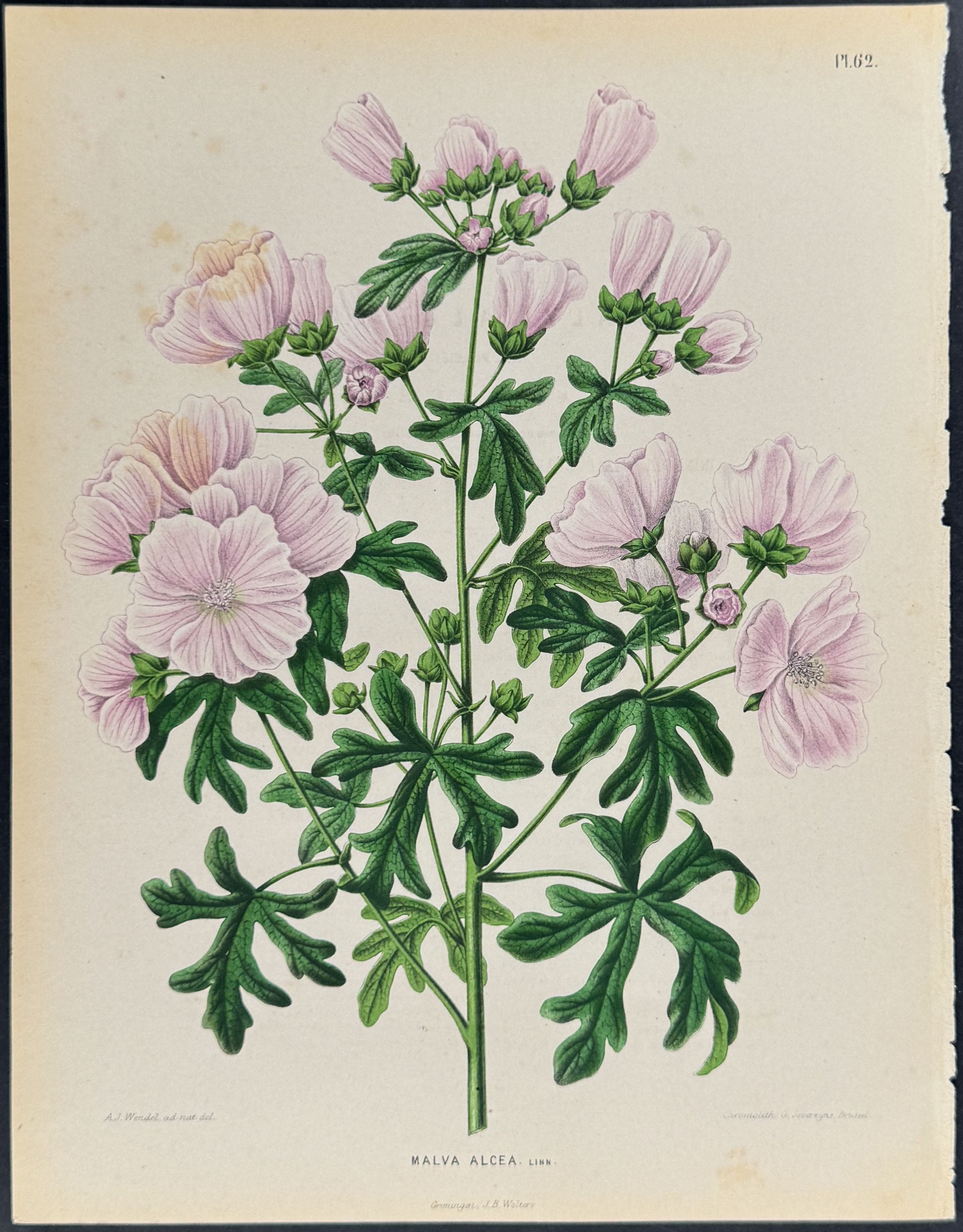 Mallow