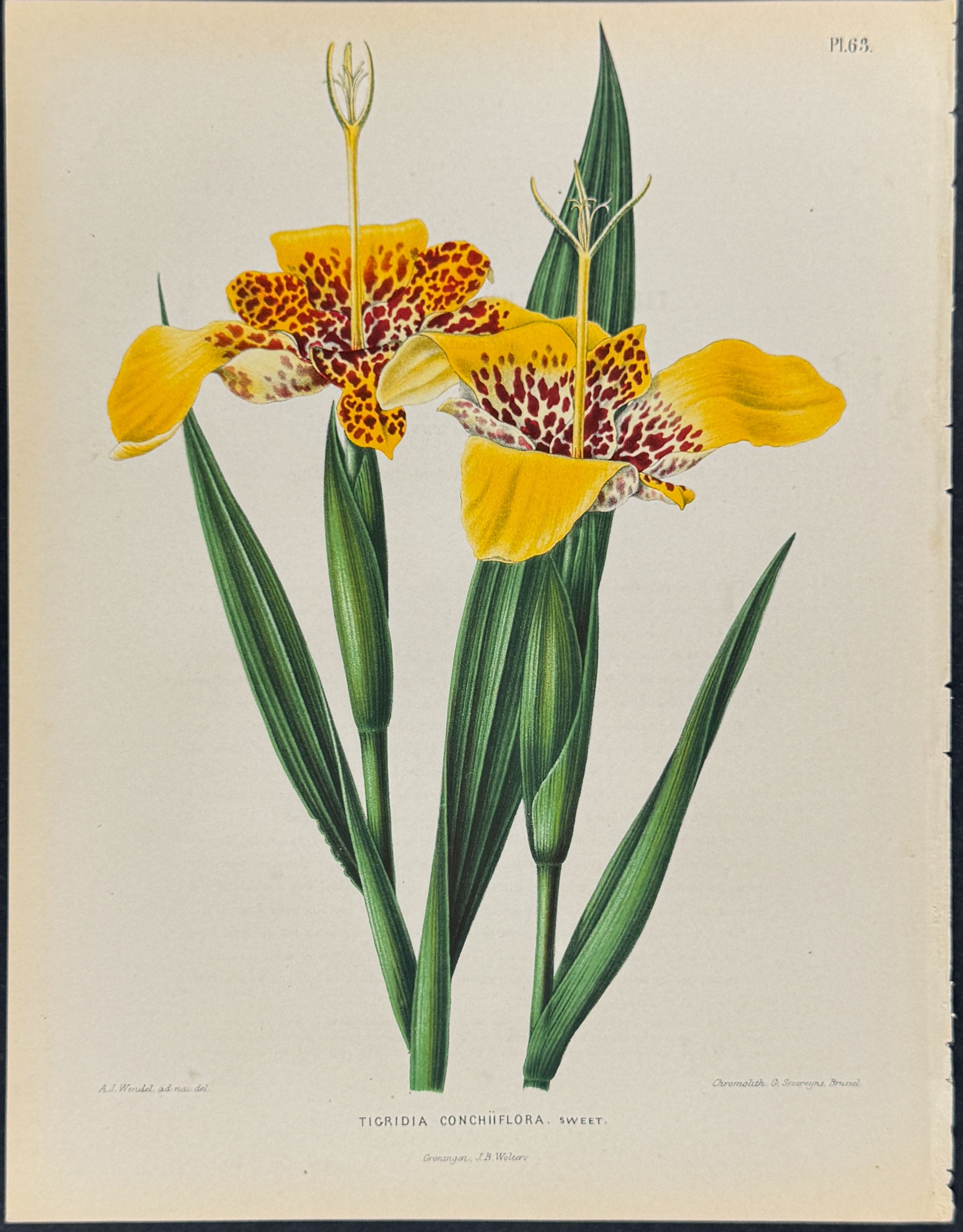 Mexican Shellflower or Tiger Flower