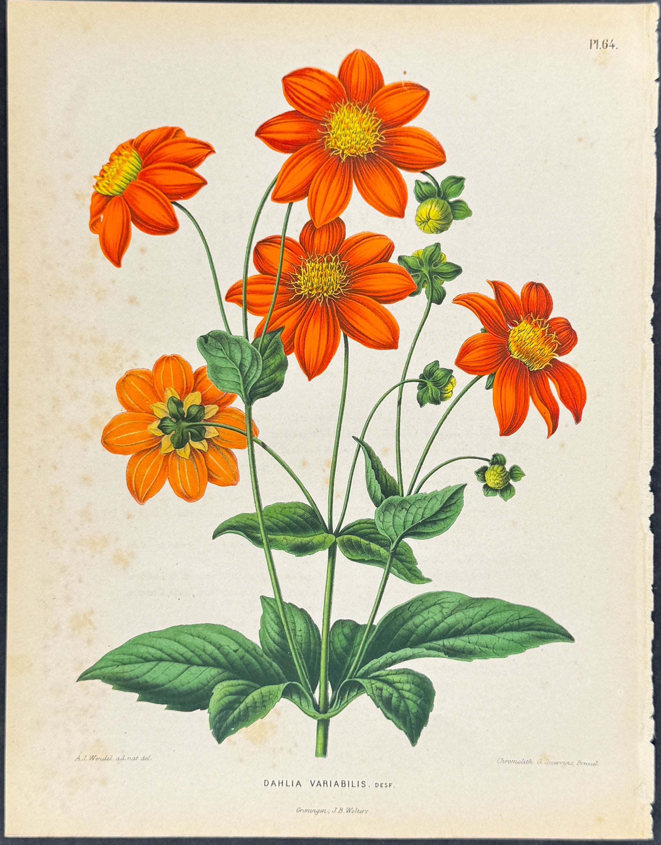 Dahlia