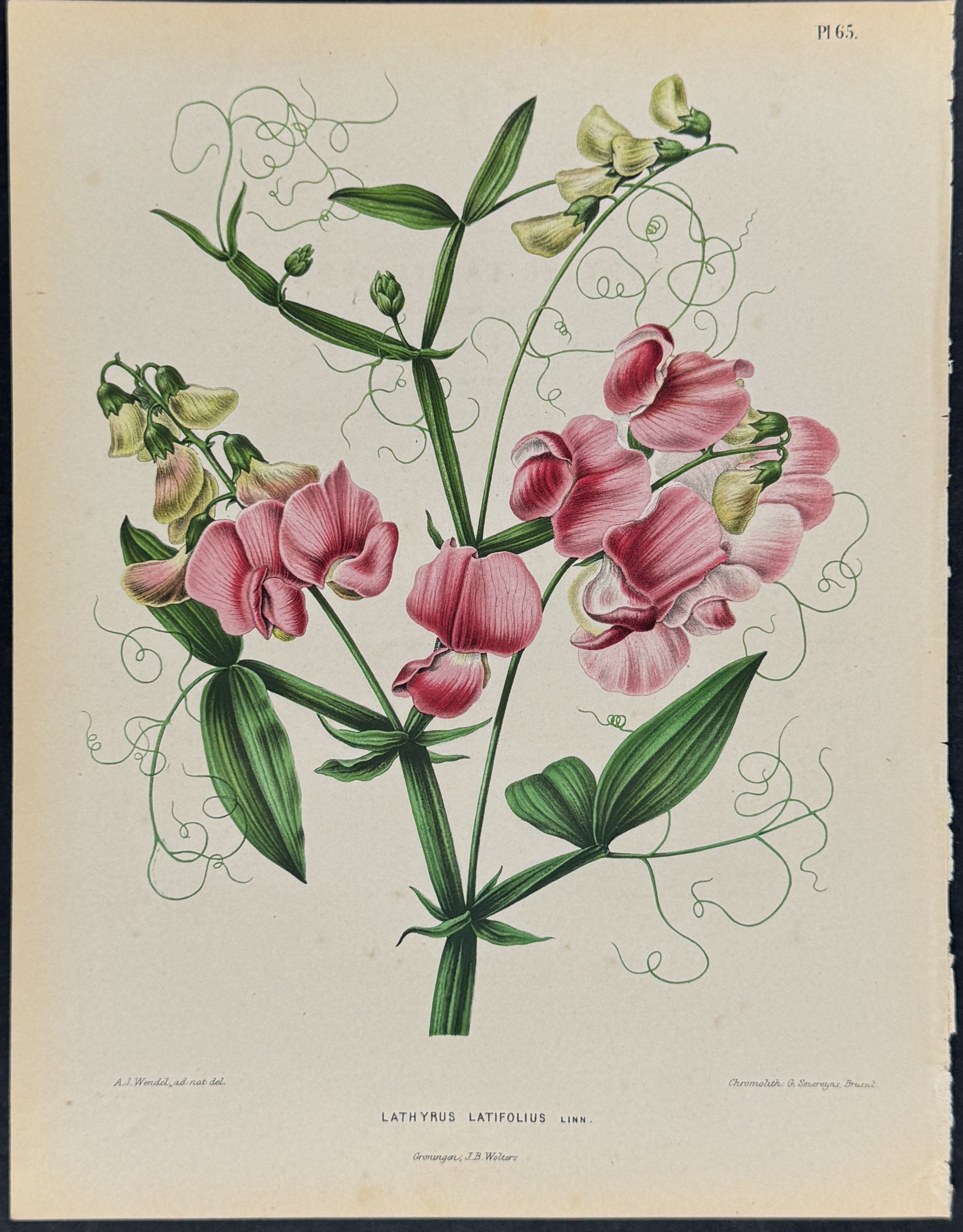 Broad-leaved Sweet Pea