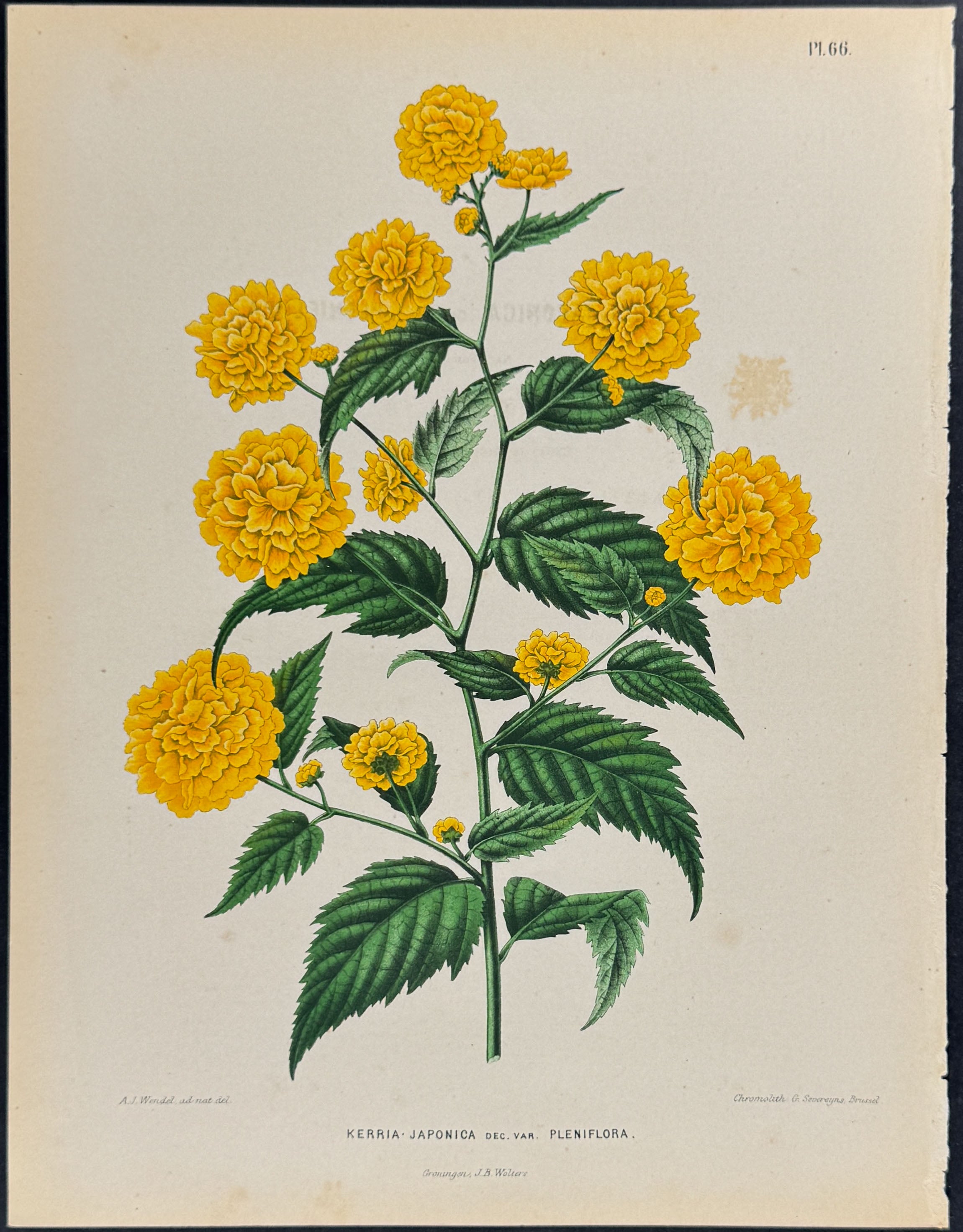 Japanese Kerria