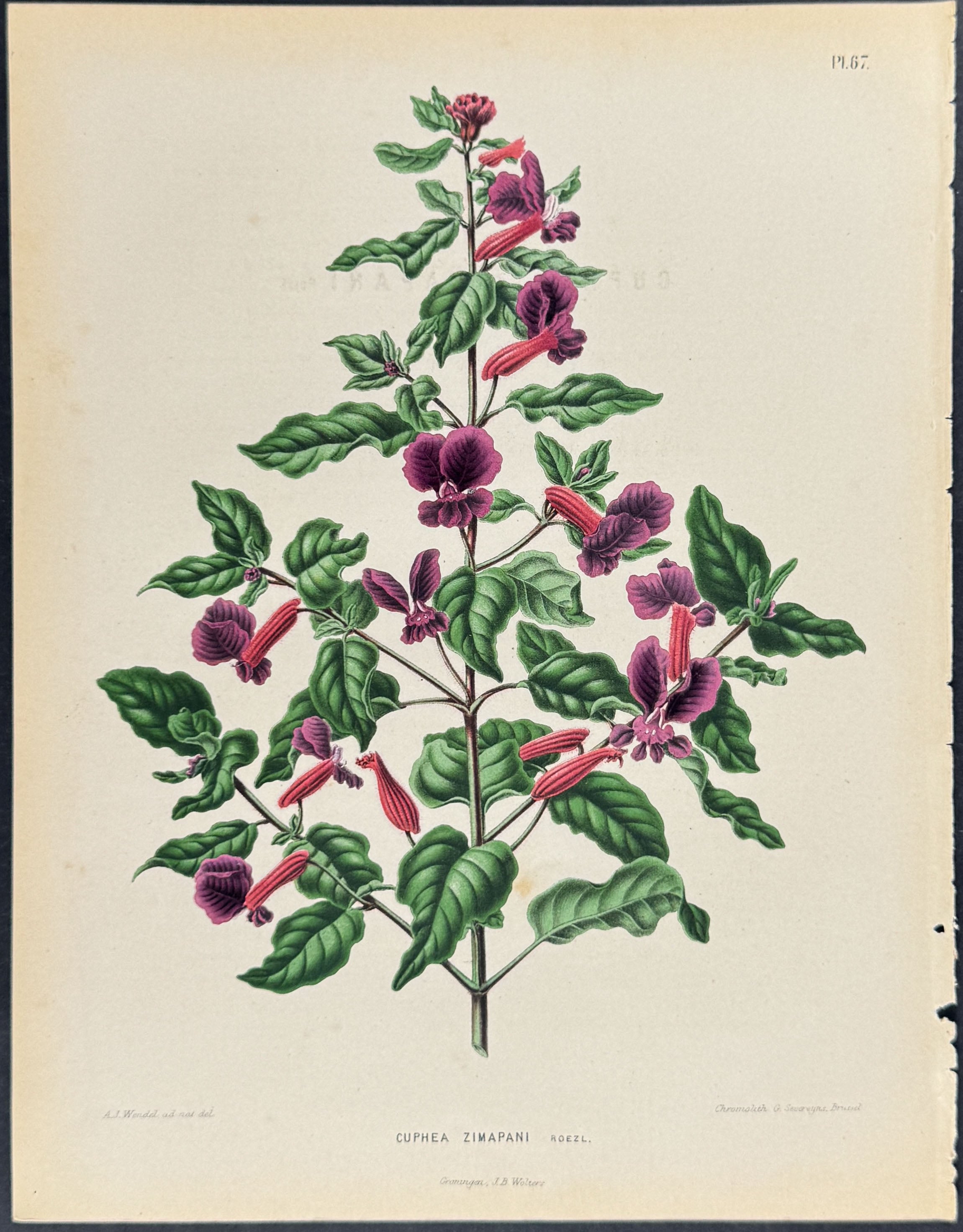 Firecracker Plant or Mexican Heather