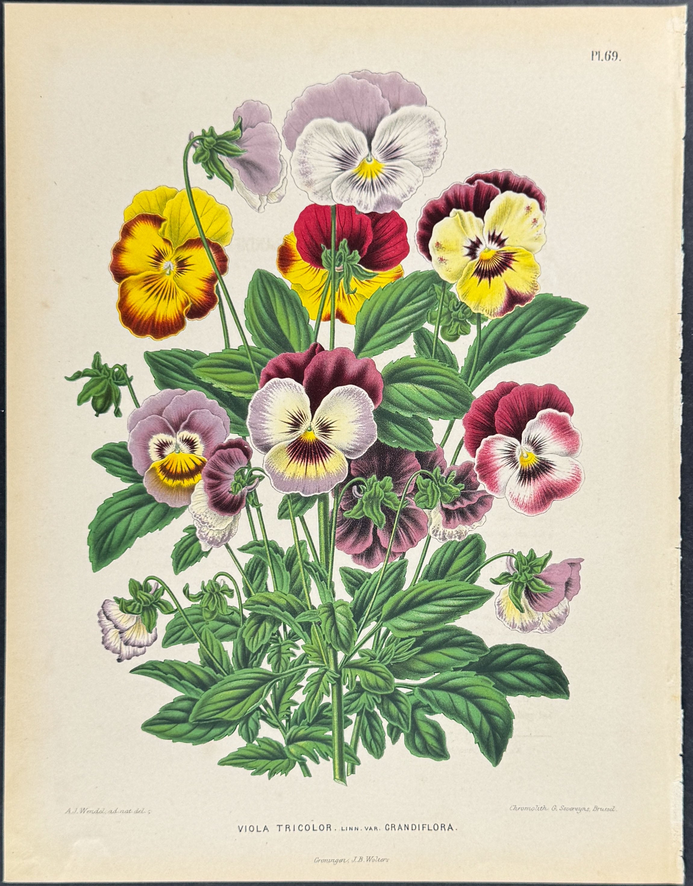 Wild Pansy