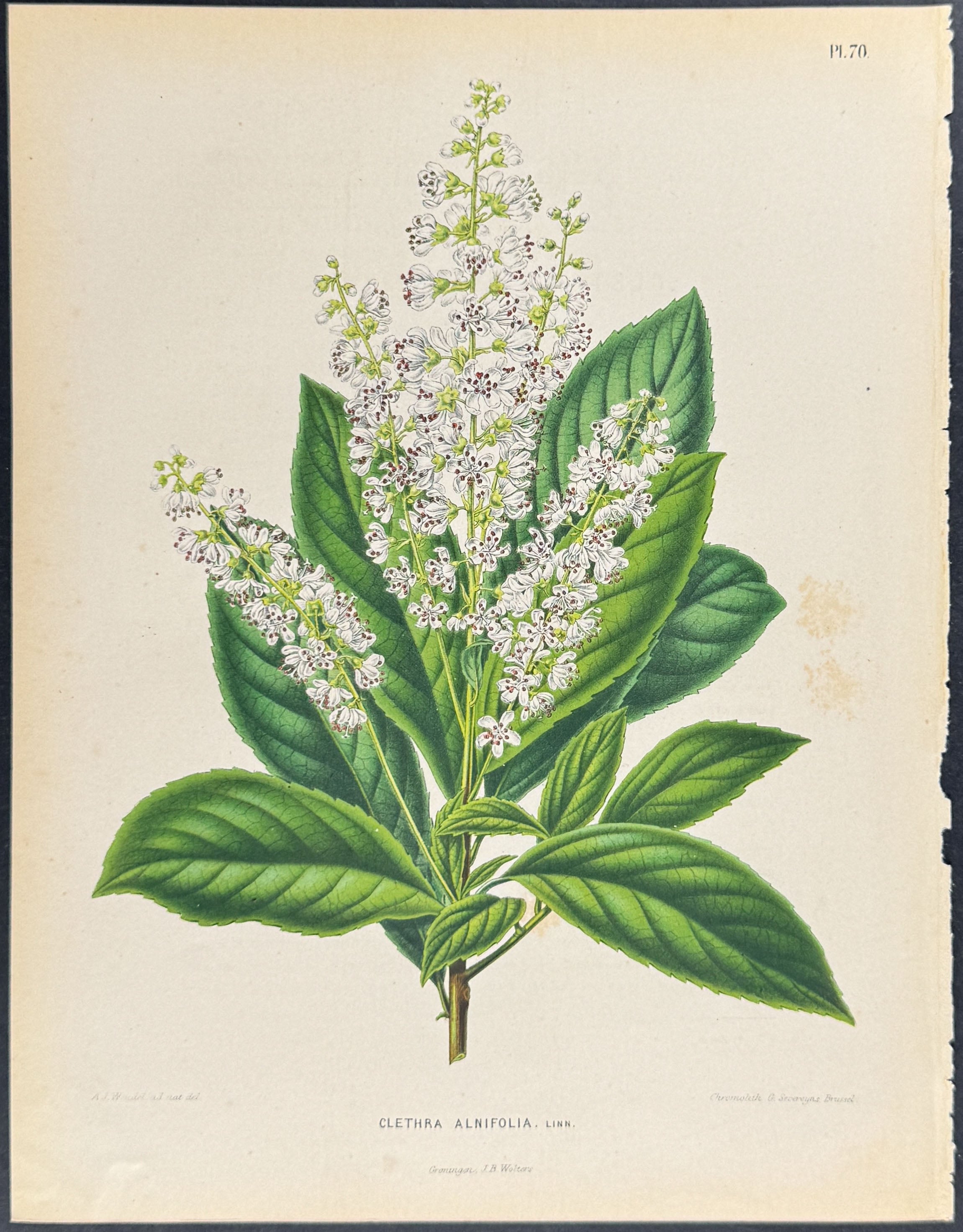 Sweet Pepperbush