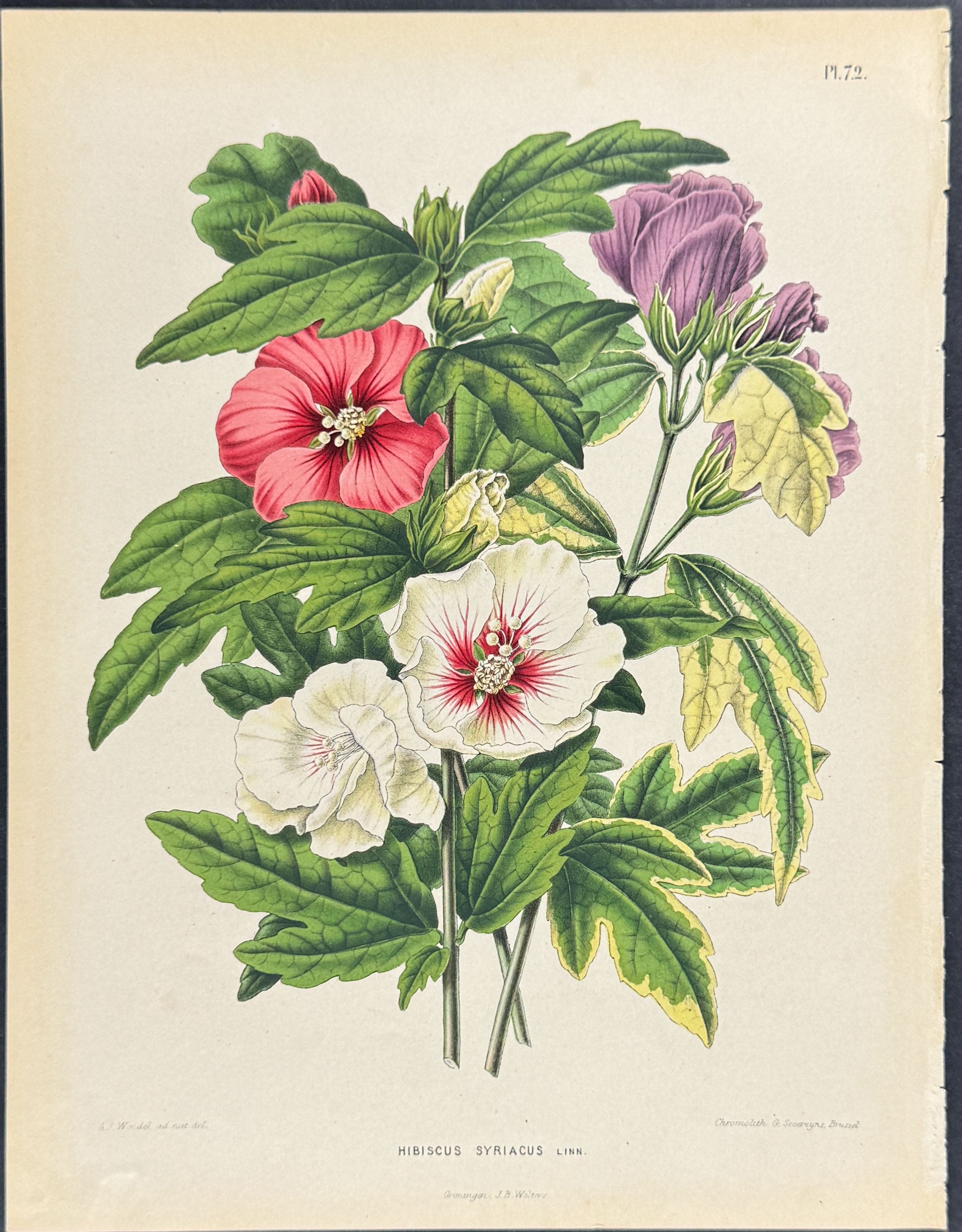 Hibiscus