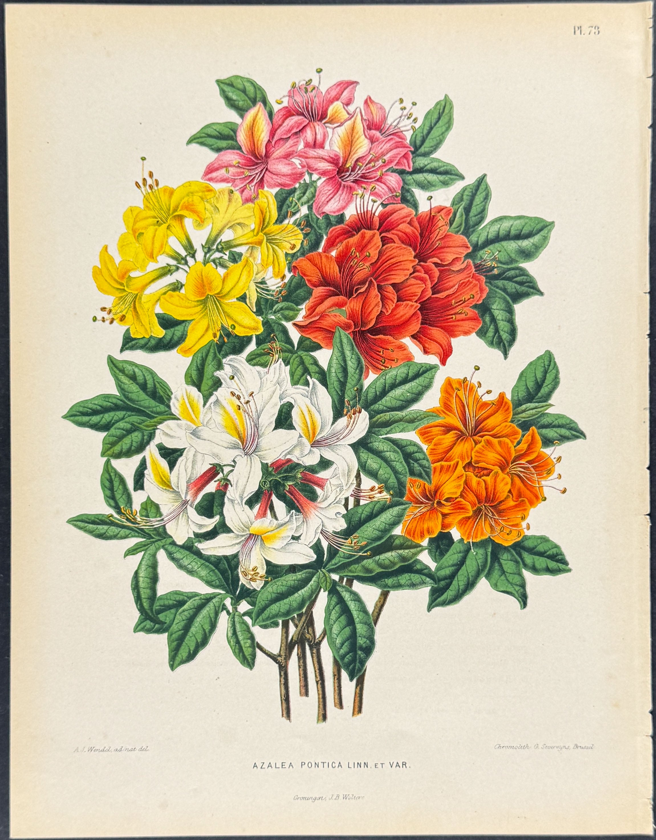 Azalea