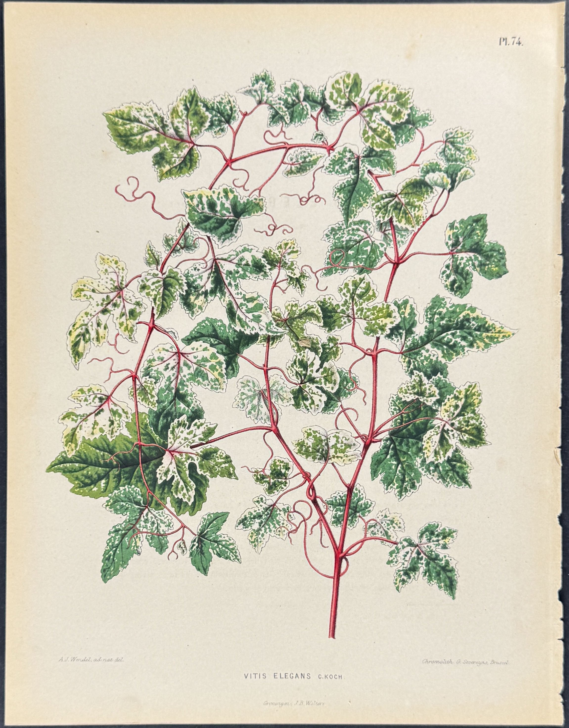Vine (Vitis Elegans)