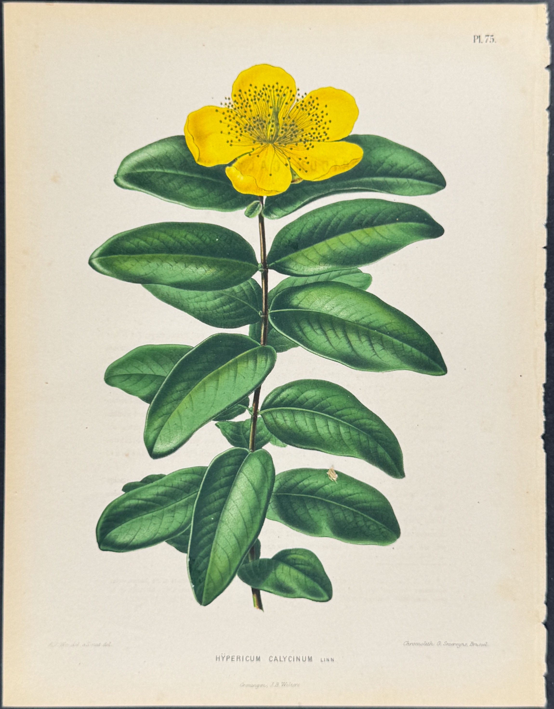 St John's-Wort