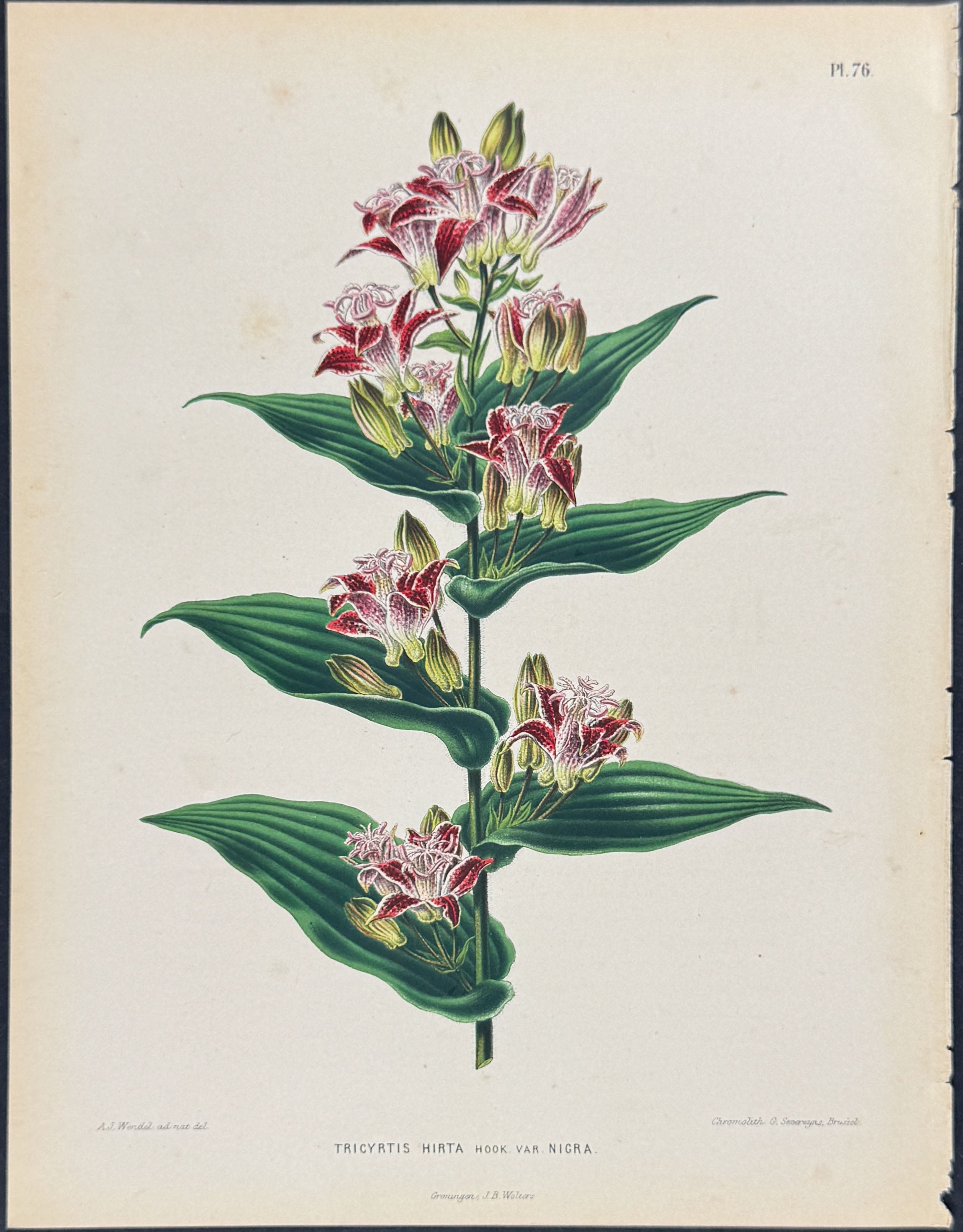 Japanese Toad Lily